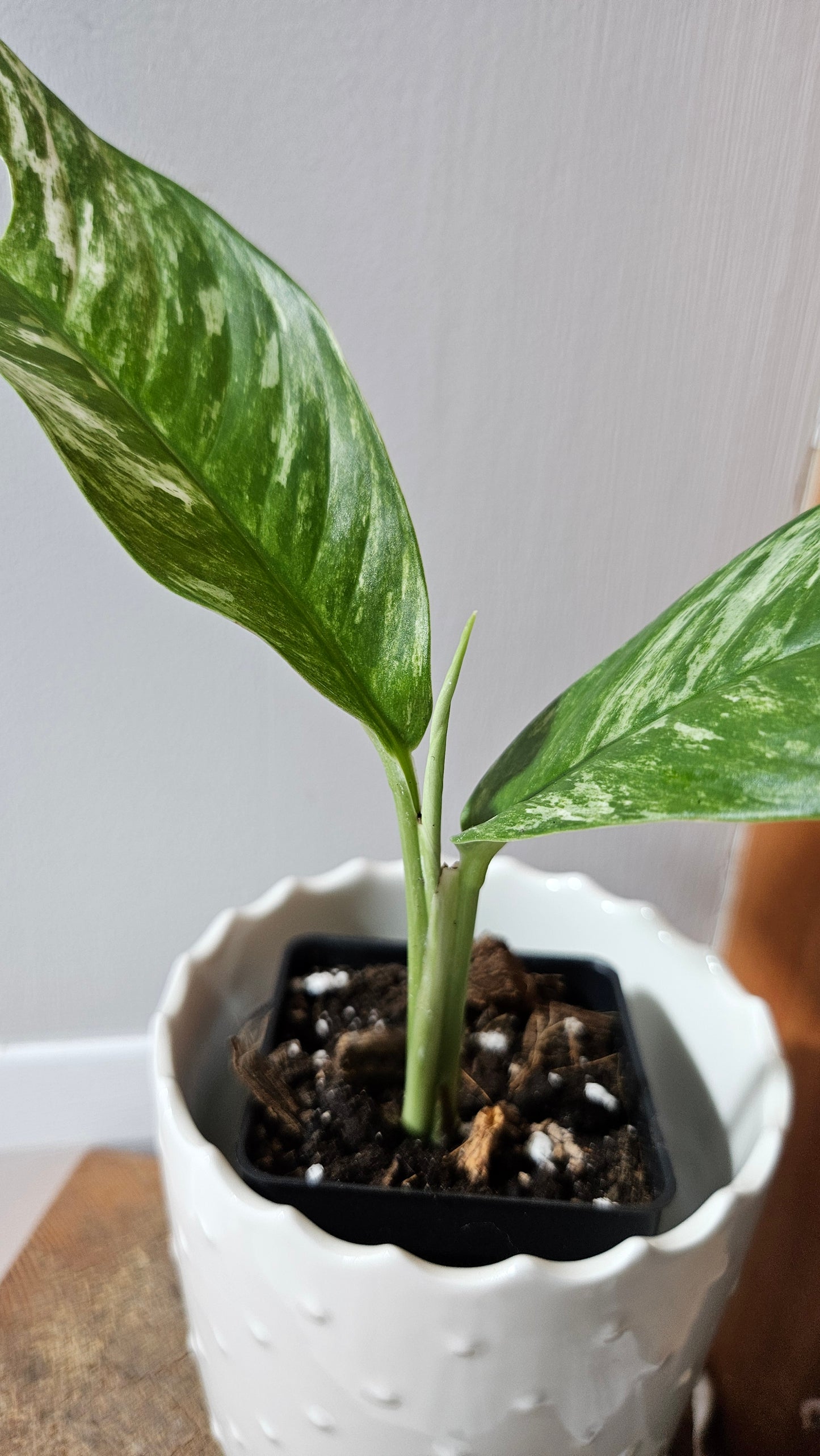 Rhaphidophora Megasperma Variegata (AUT-074)
