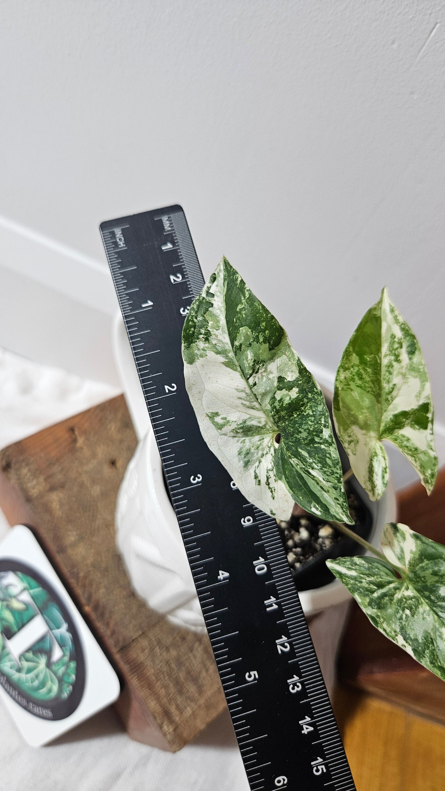 Syngonium Albo (SYN-468)