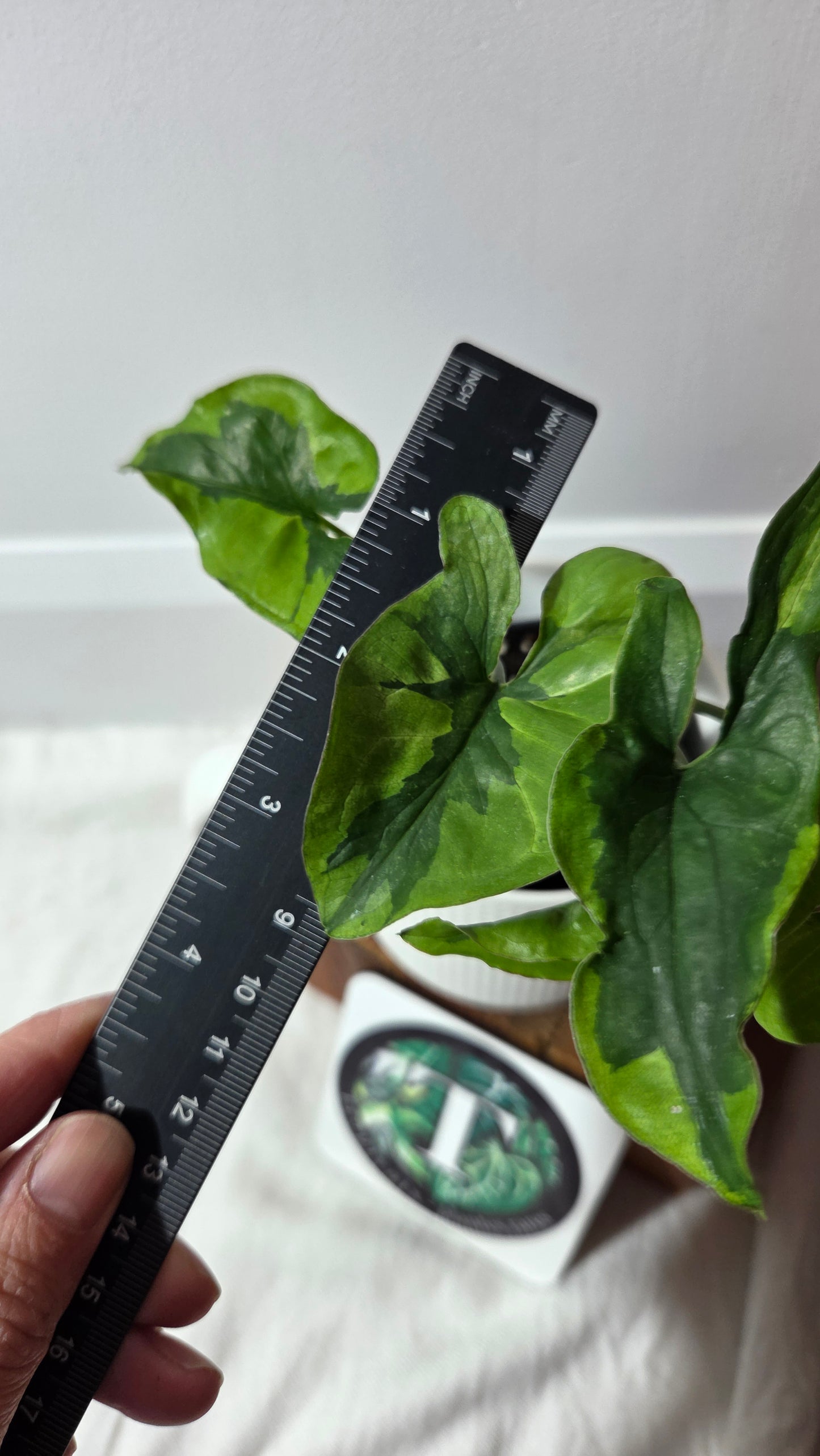 Syngonium Green Beauty (SYN-490)