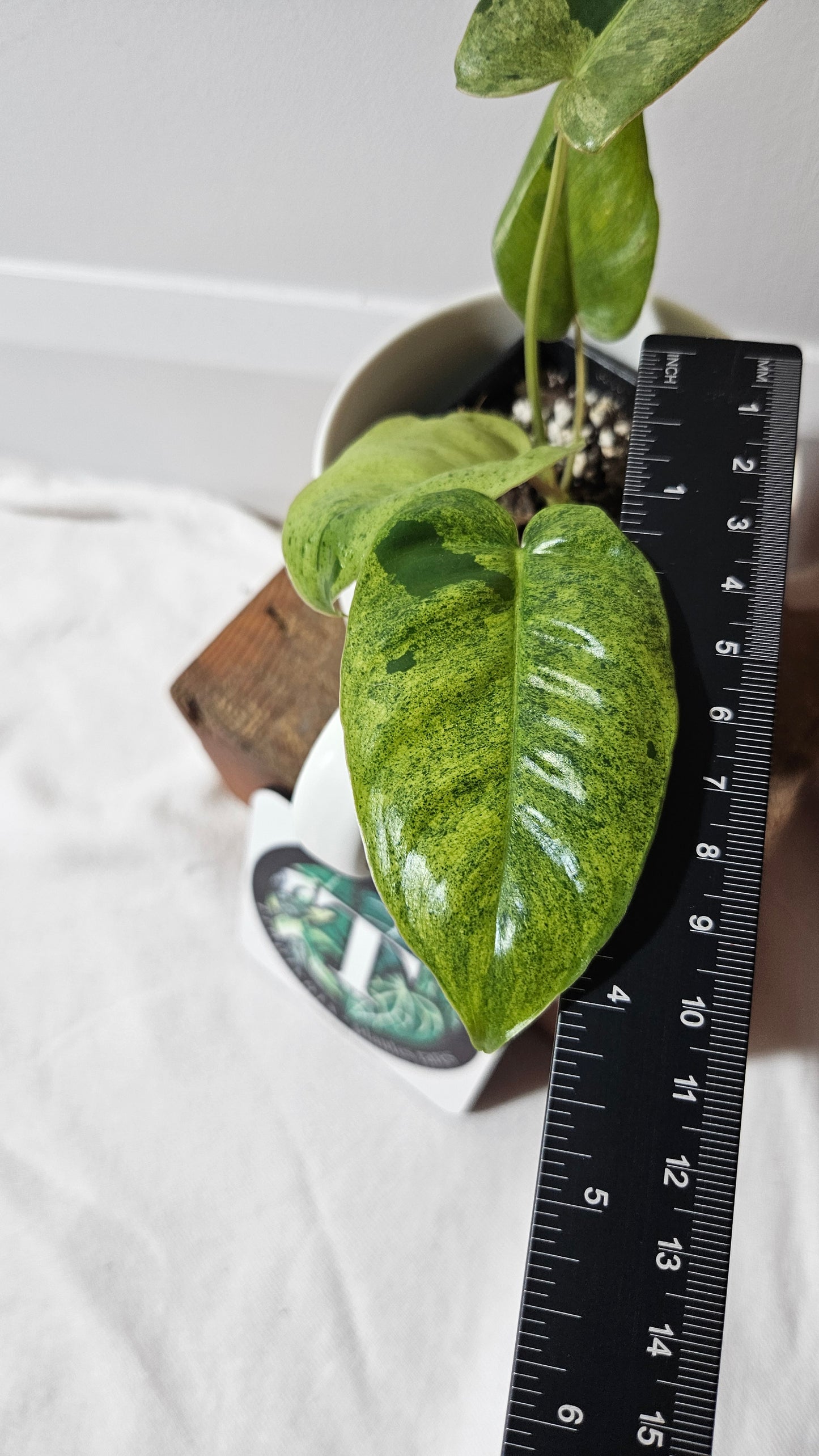 Philodendron BurleMarx Variegata X Paraiso Verde (PHI-948)