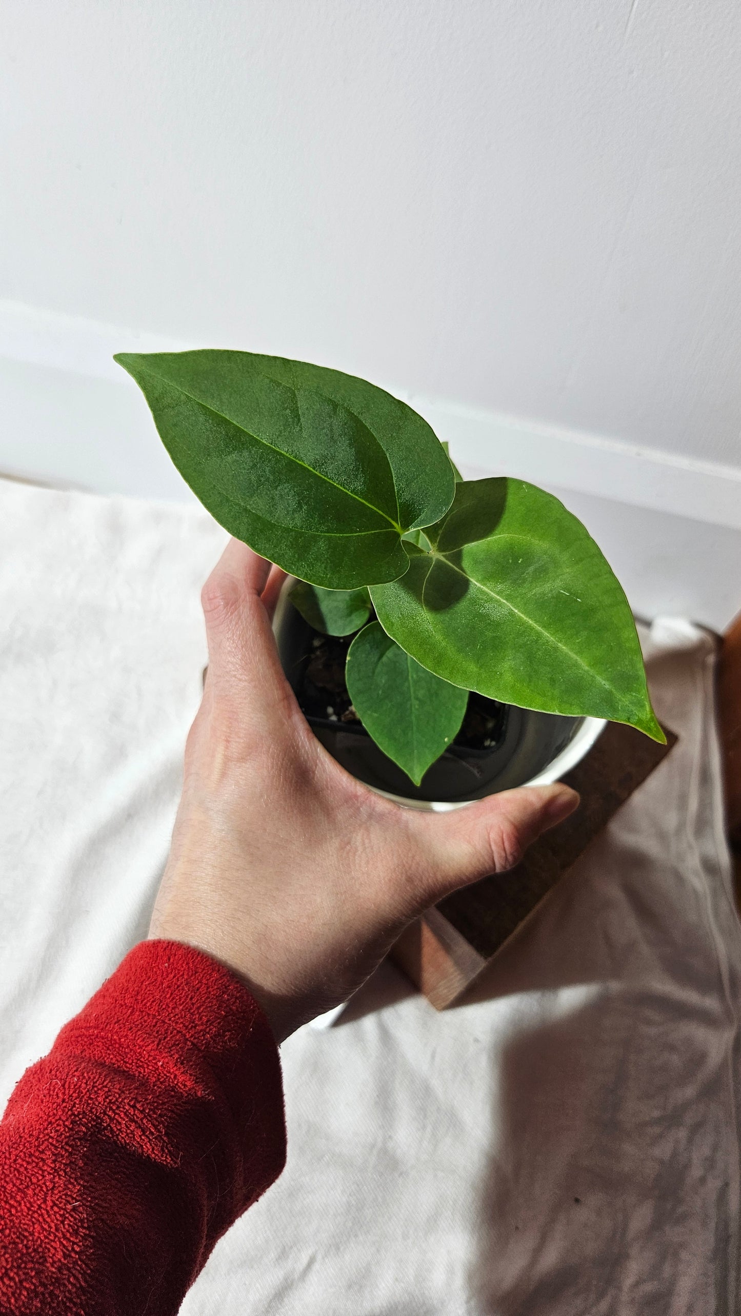 Anthurium Metallicum X Besseae "Format PETIT" (ANT-411)