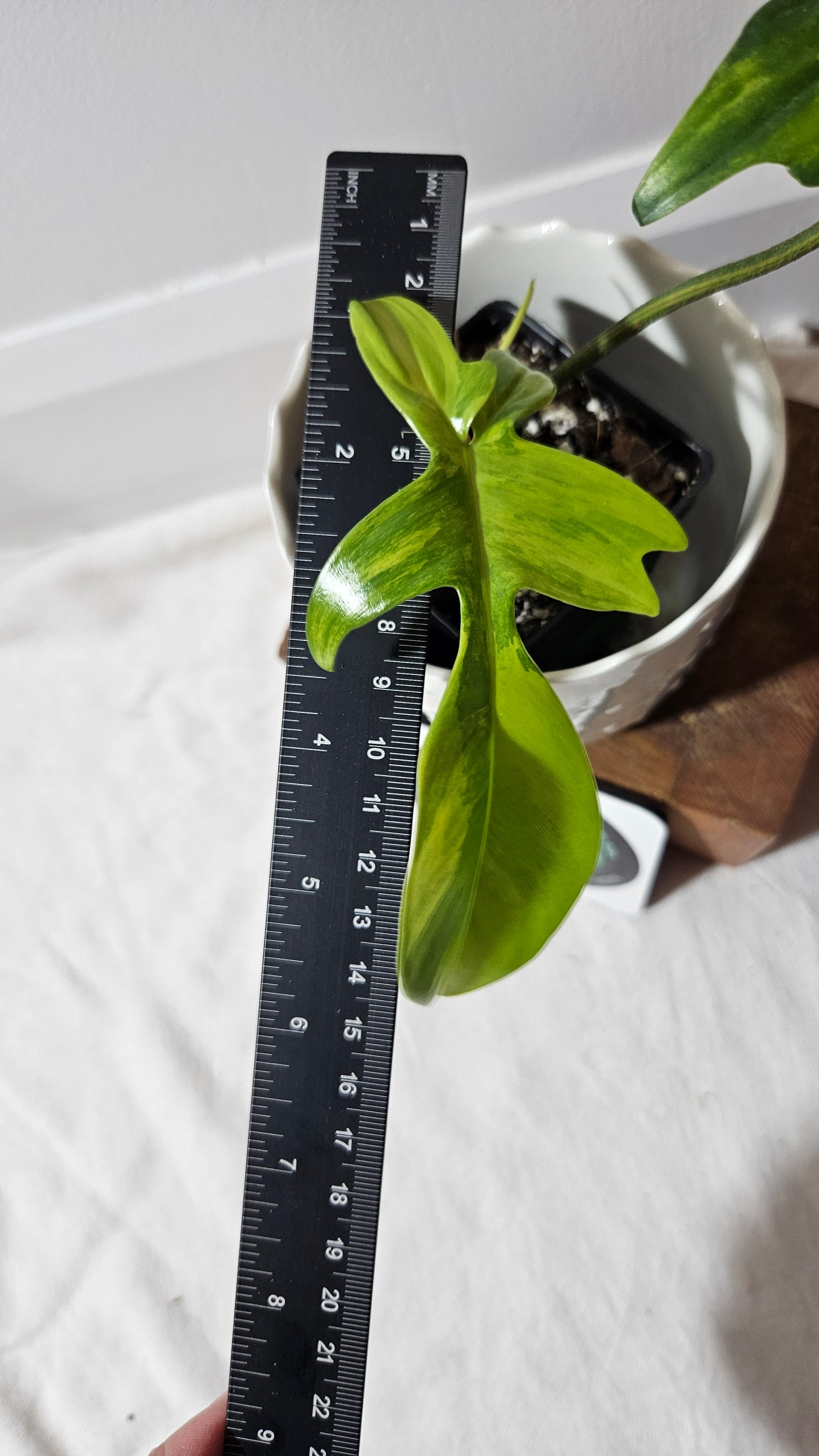 Philodendron Florida Beauty (PHI-700)