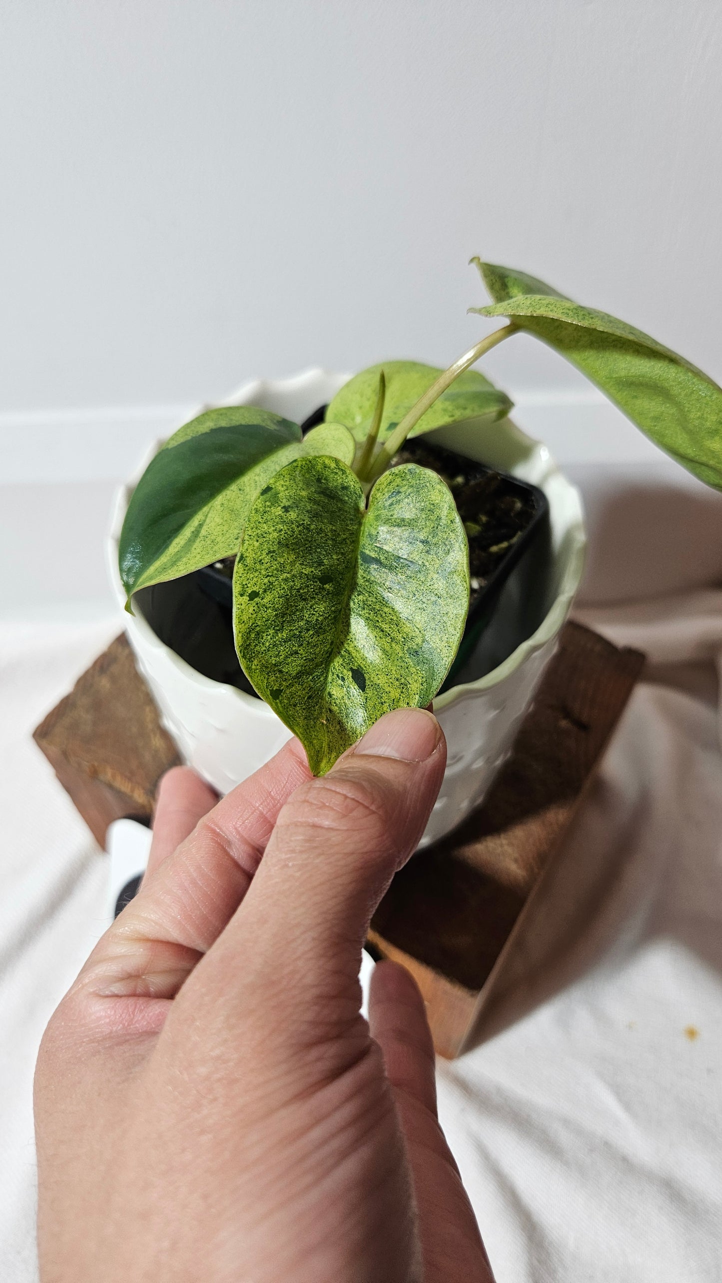 Philodendron BurleMarx Variegata X Paraiso Verde (PHI-858)