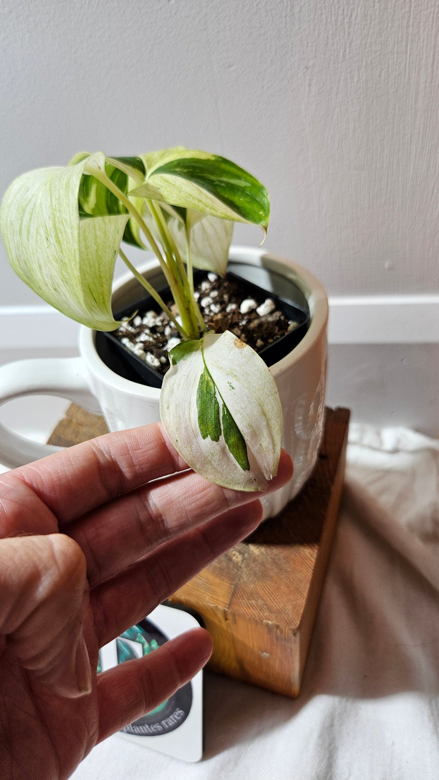 Scindapsus Blue Albo Tricolore (SCI-1240)
