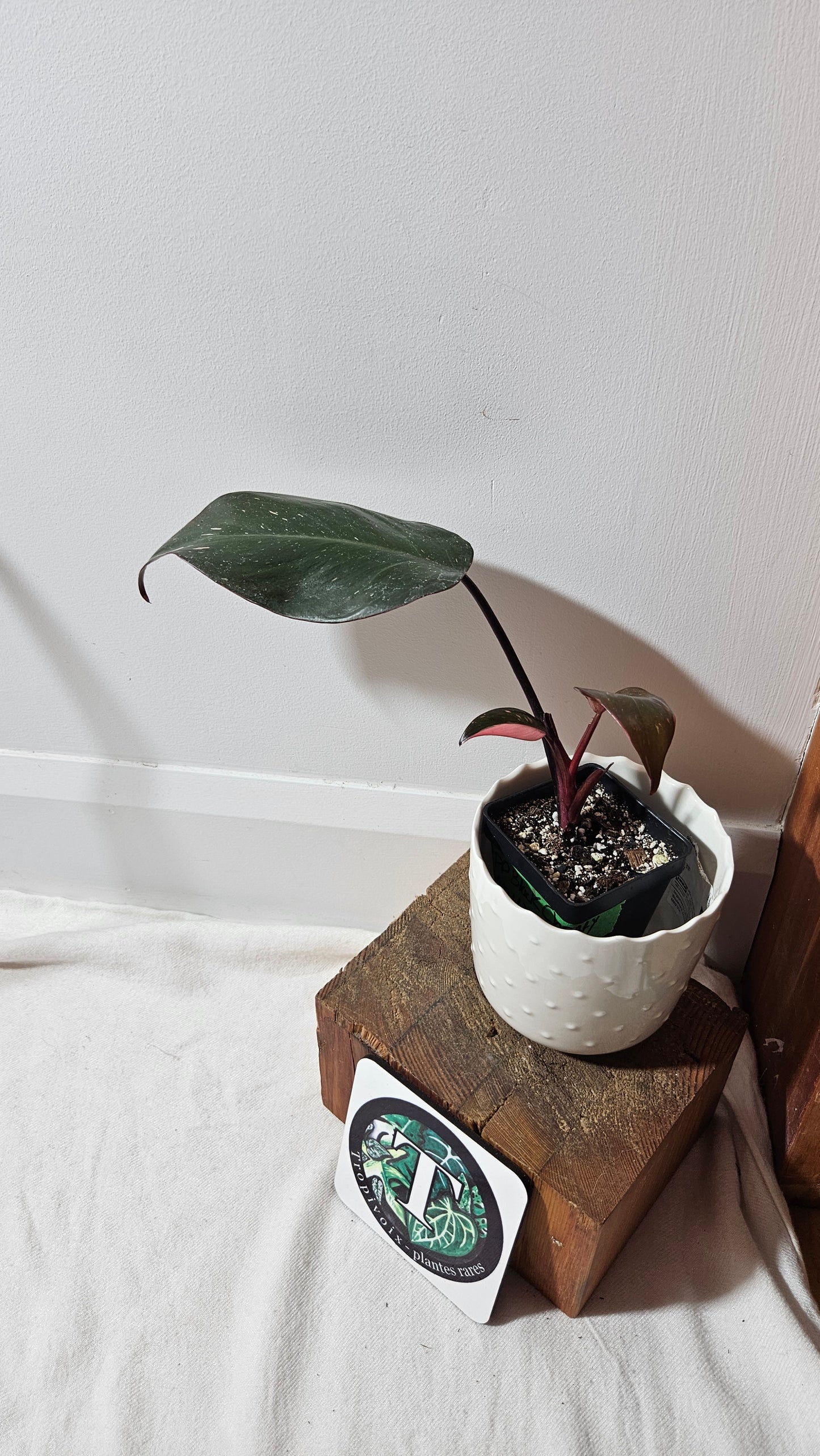 Philodendron Black Cherry (PHI-710)