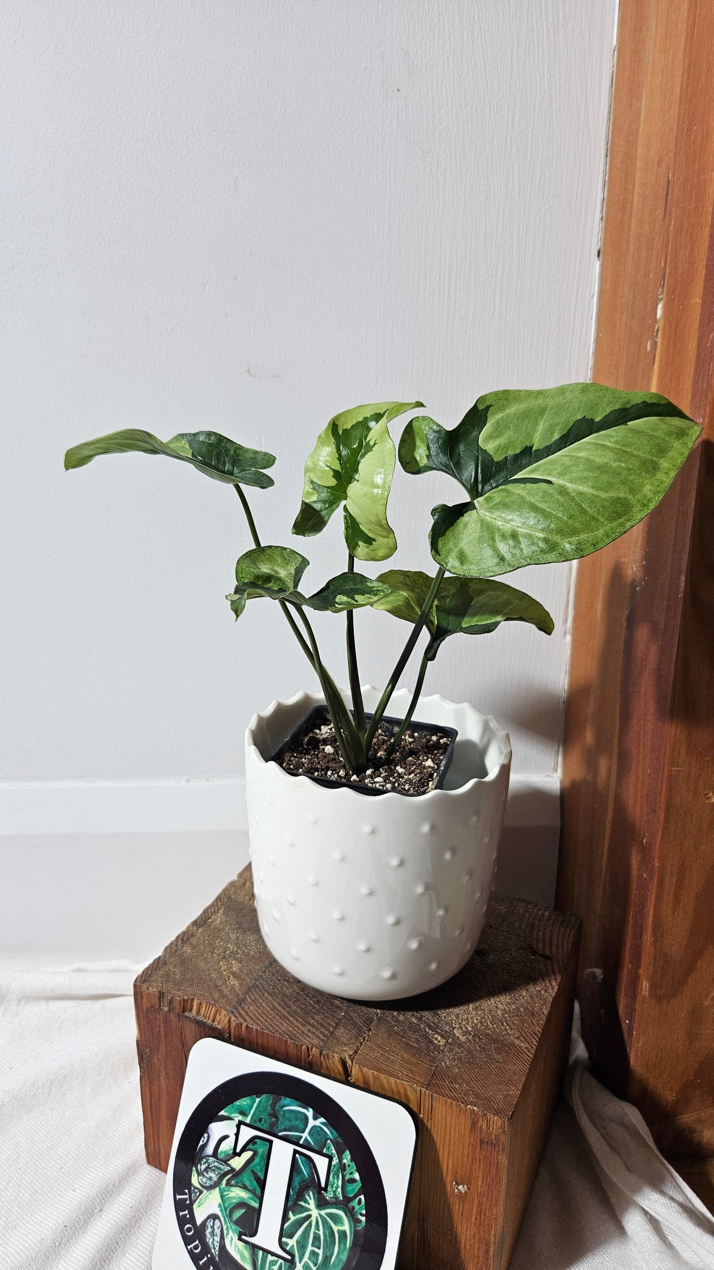 Syngonium Green Beauty (SYN-195)