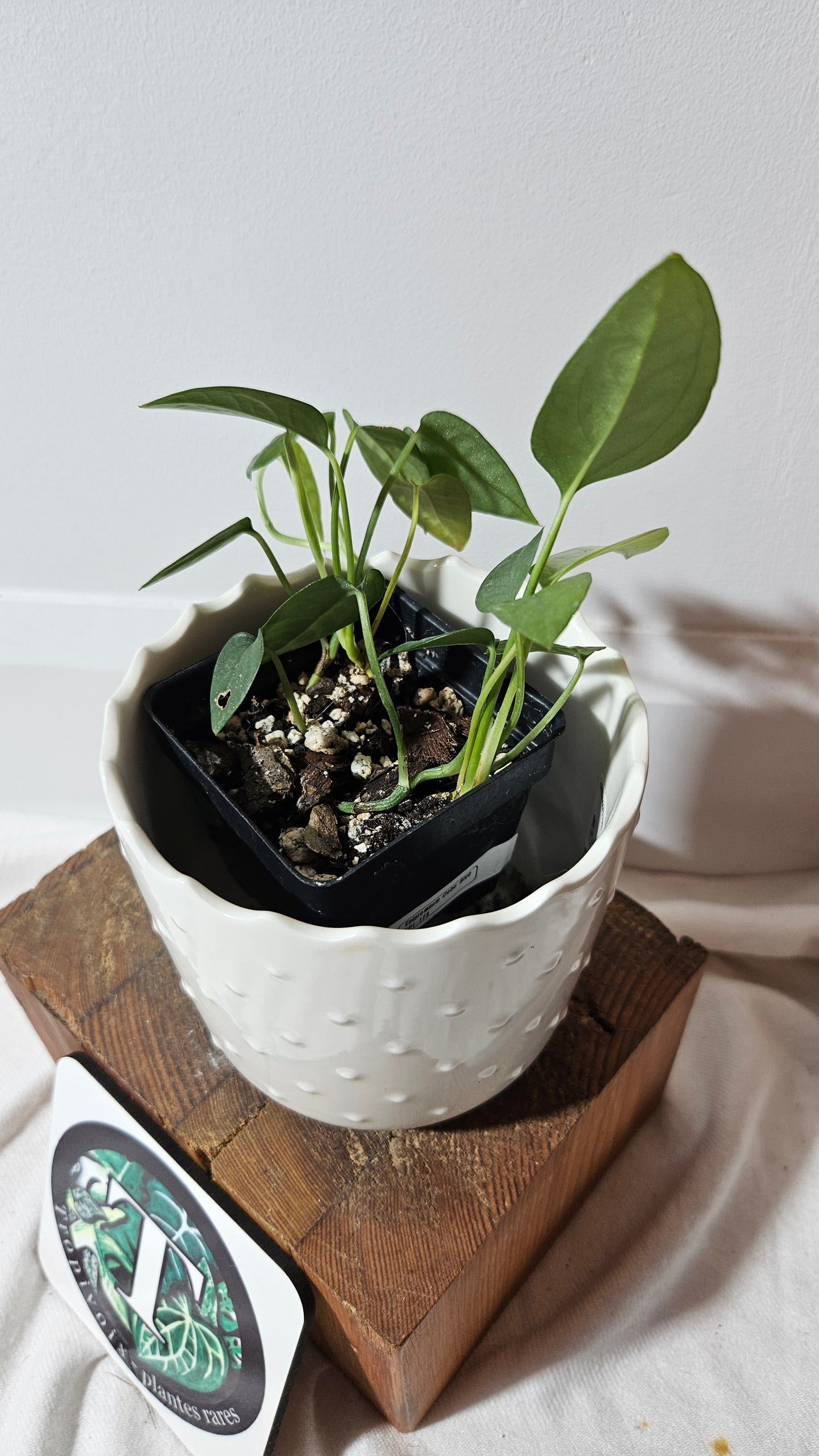 Epipremnum Cebu blue (EPI-173)