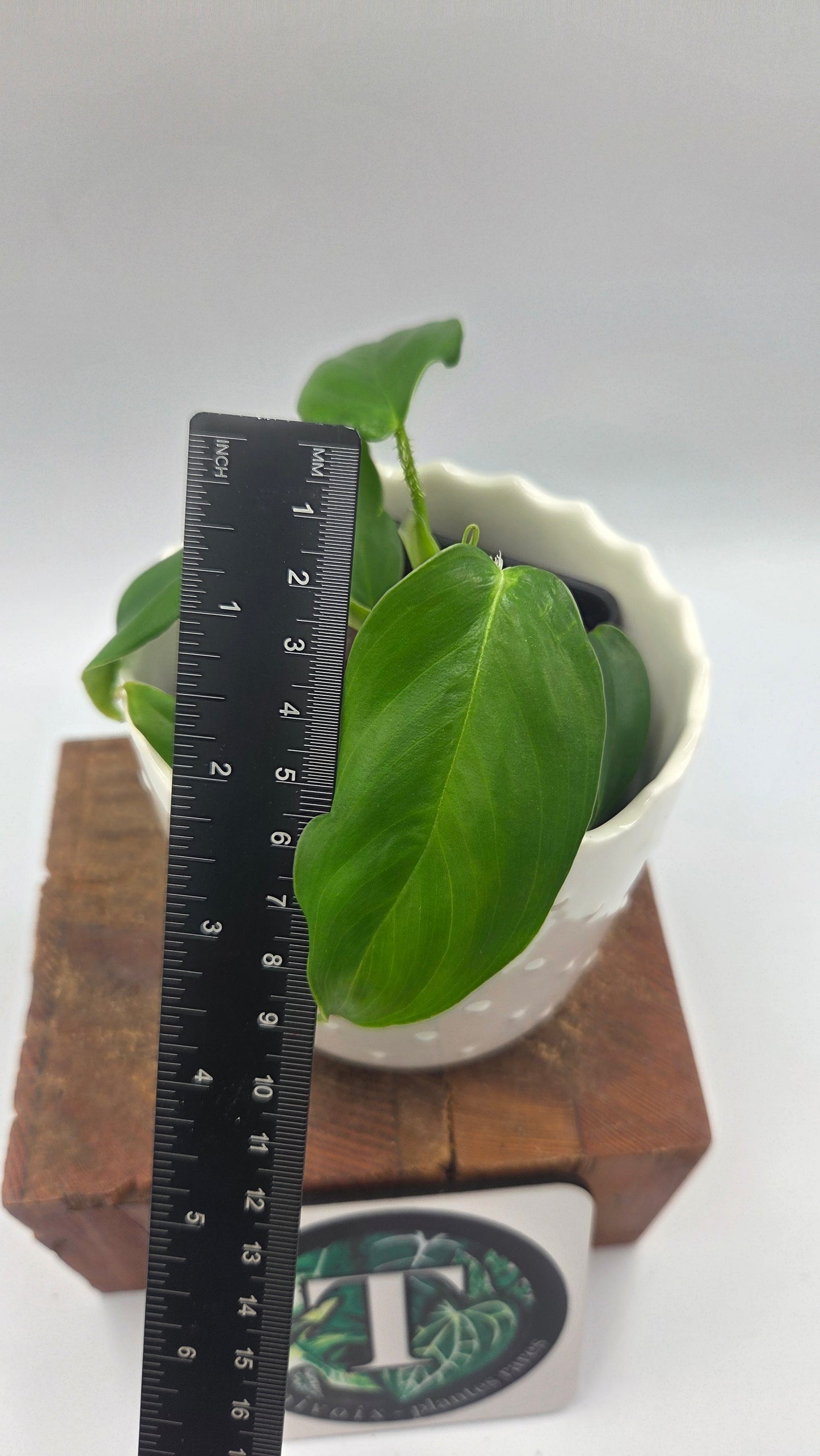Philodendron Genevievianum (PHI-1045)