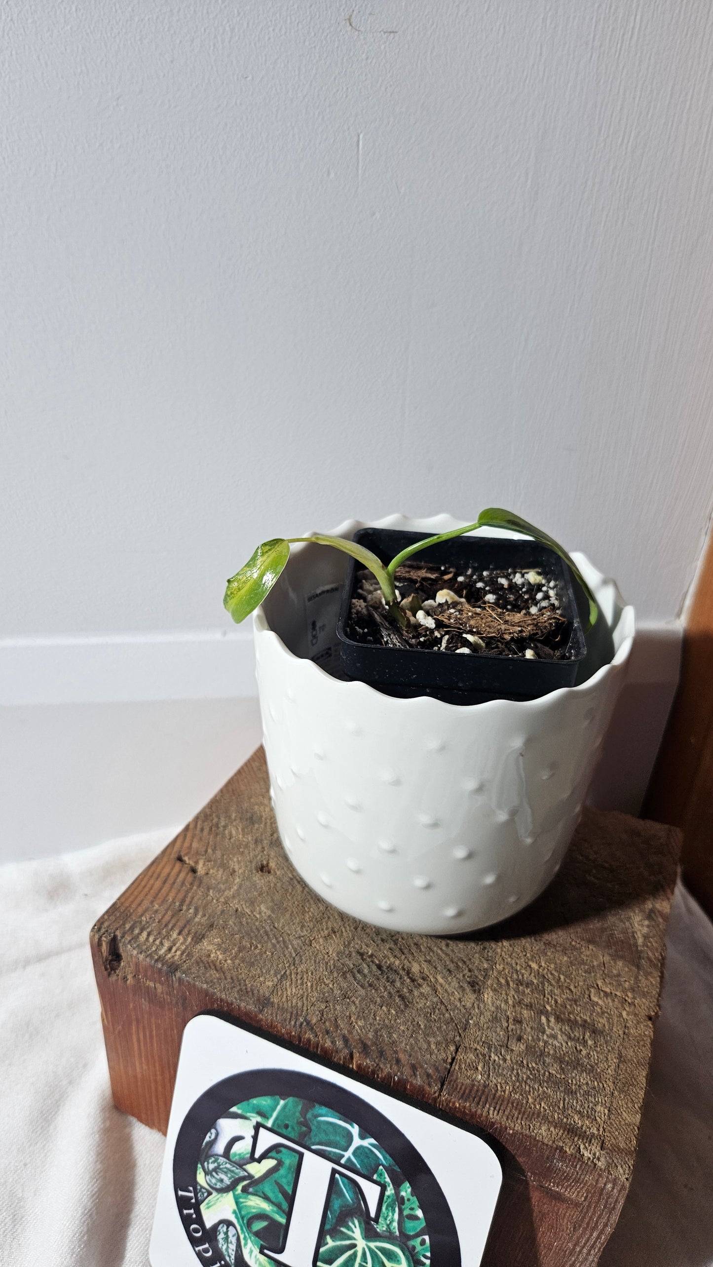 Philodendron Domesticum Variegata (PHI-768)