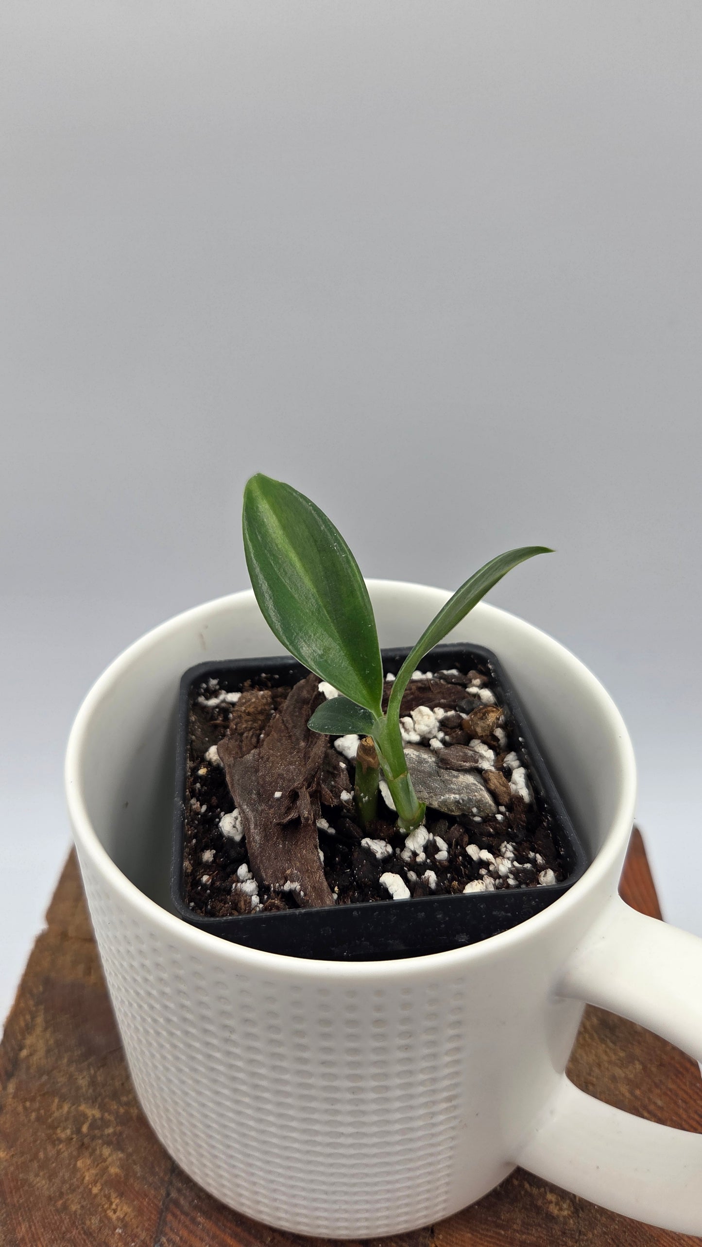 Scindapsus Coriaceus Aurea (SCI-1446)