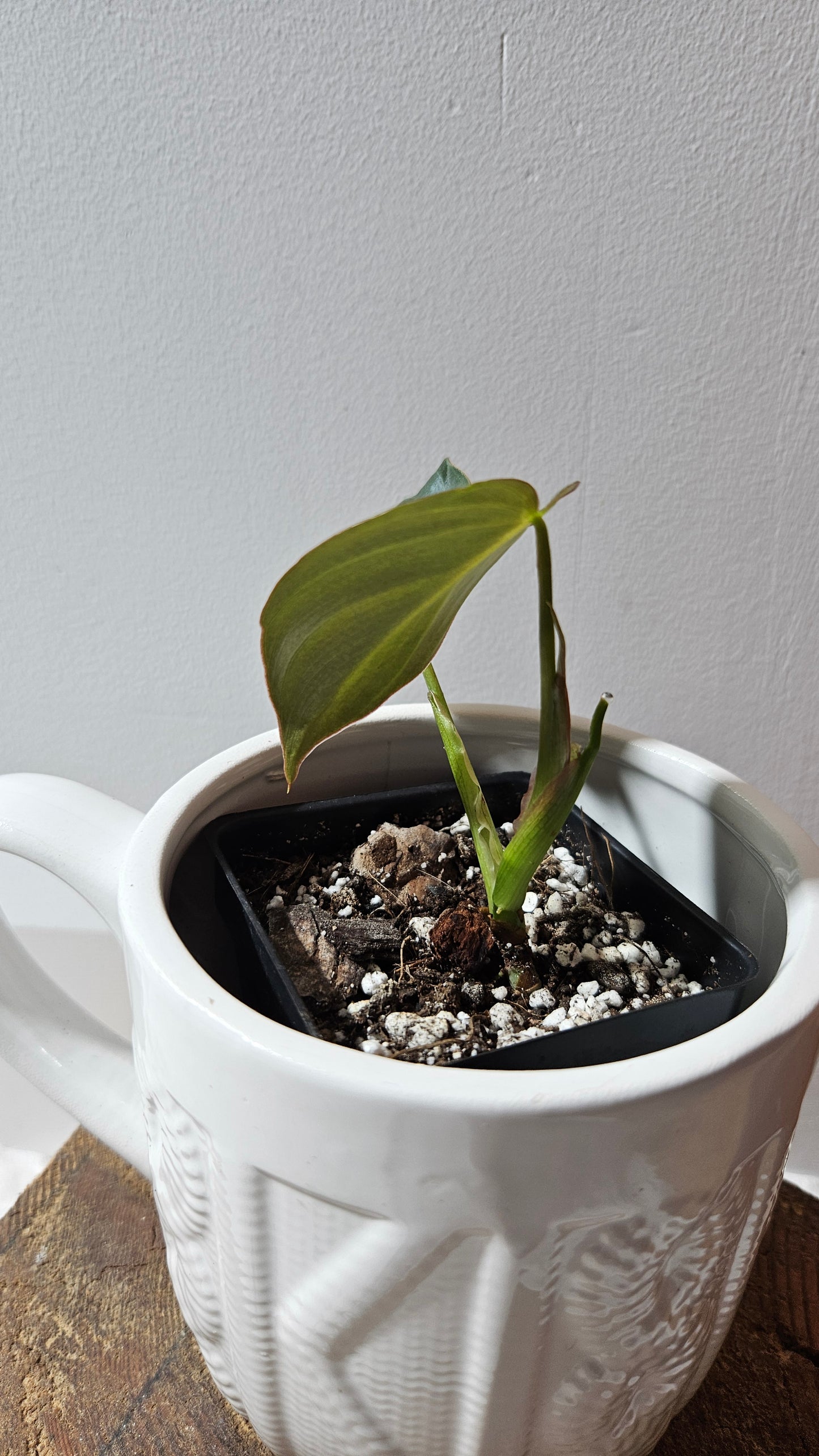 Philodendron Glorious (PHI-904)