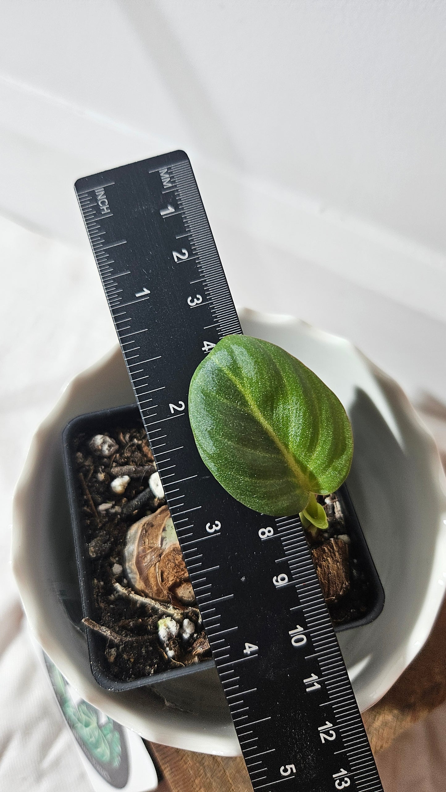 Philodendron Gloriosum Radiante (PHI-796)