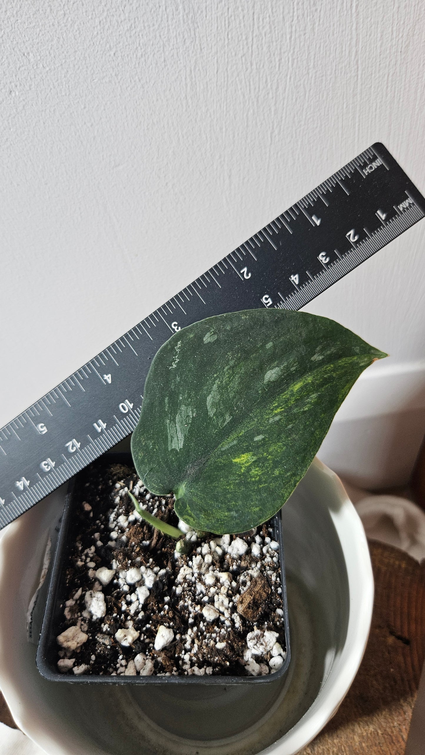 Scindapsus Silver Splash "Green on Green" (SCI-809)