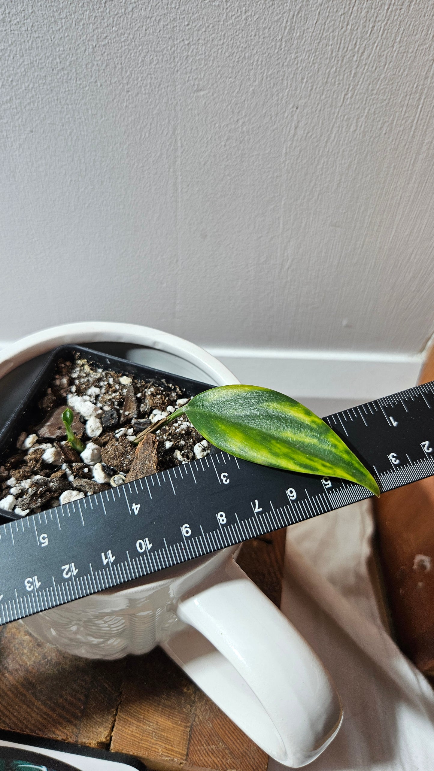 Scindapsus Coriaceus Aurea (SCI-1205)