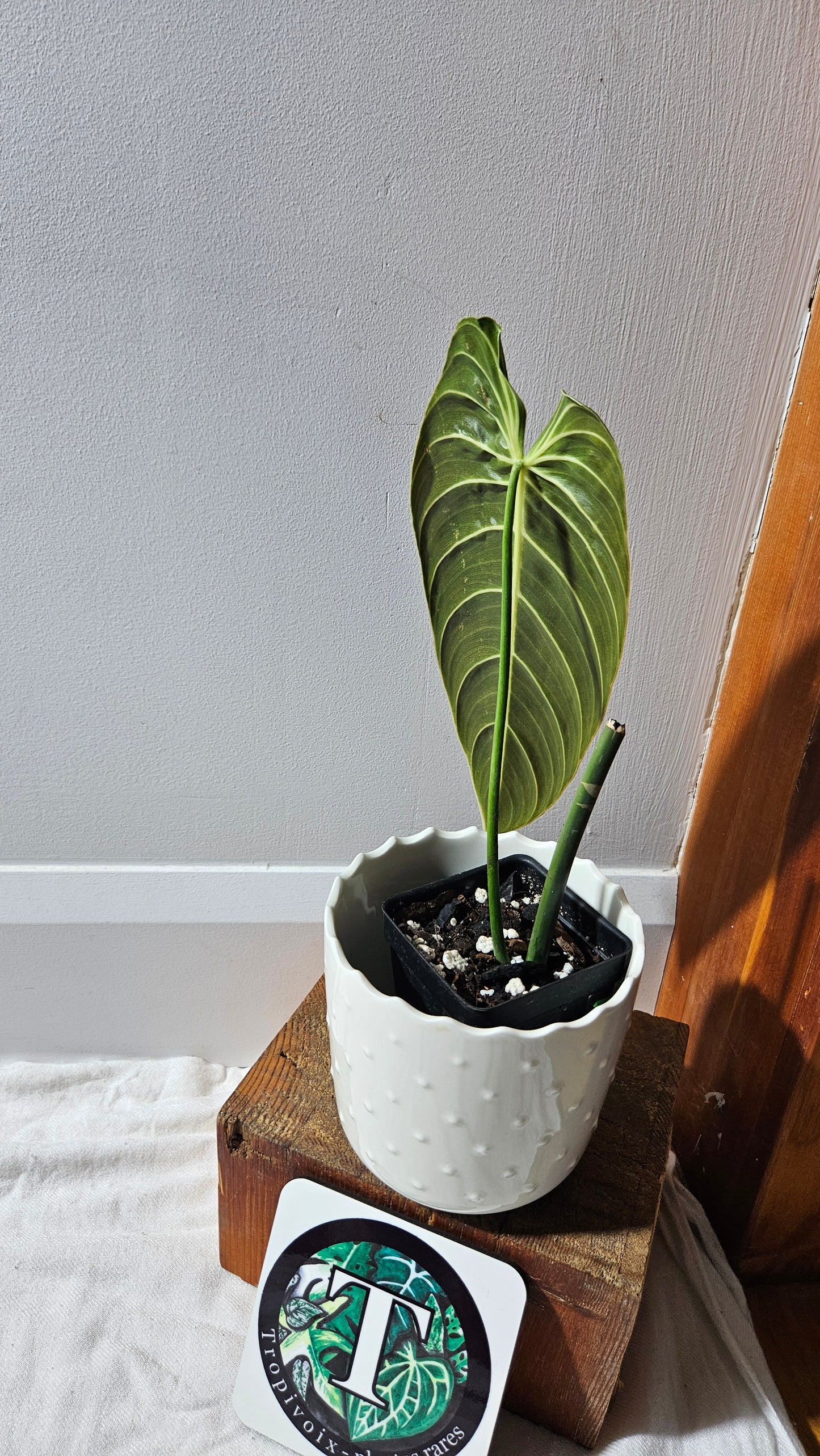 Philodendron Melanochrysum "Large"(PHI-865)