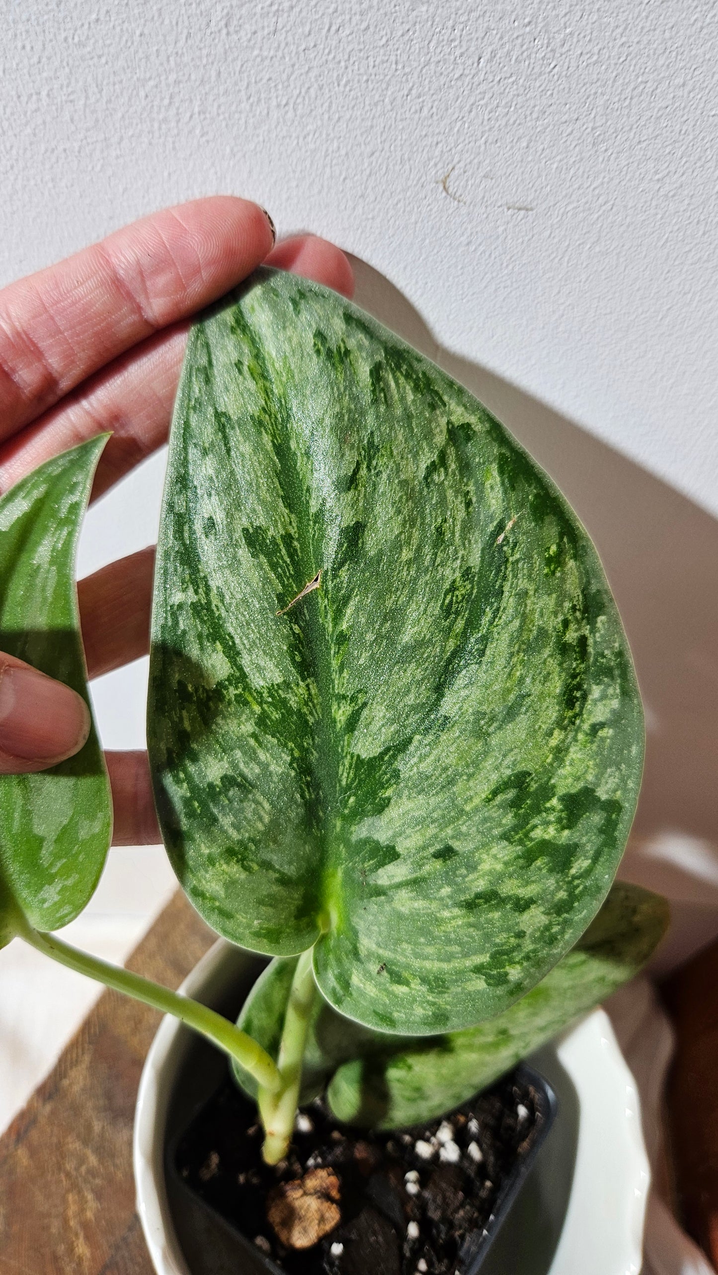 Scindapsus Hologram (SCI-973)