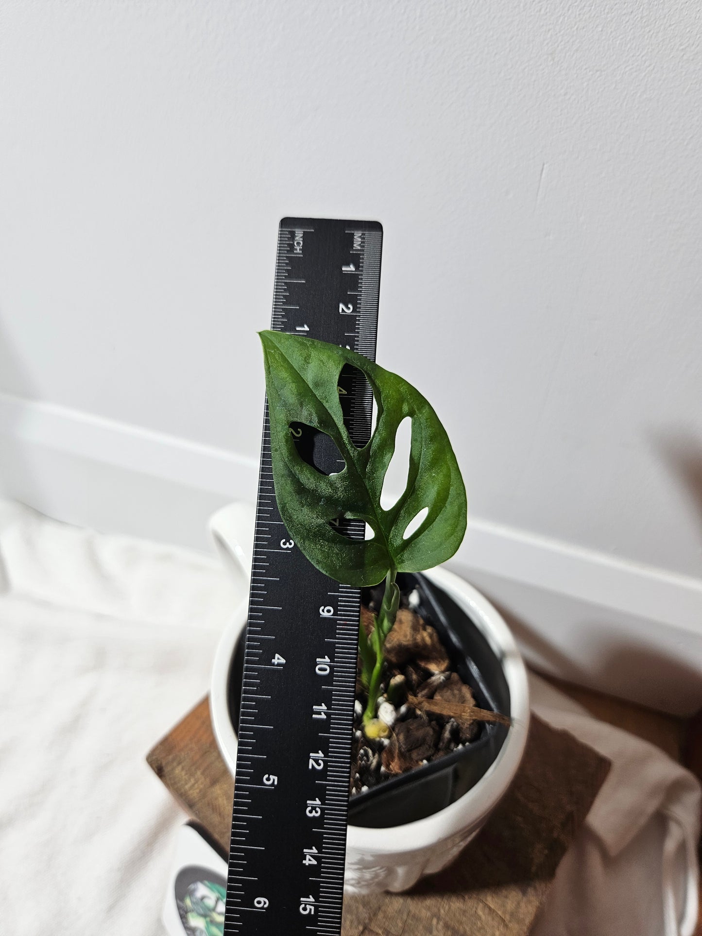 Monstera Obliqua Aff Patchicutza (MON-166)