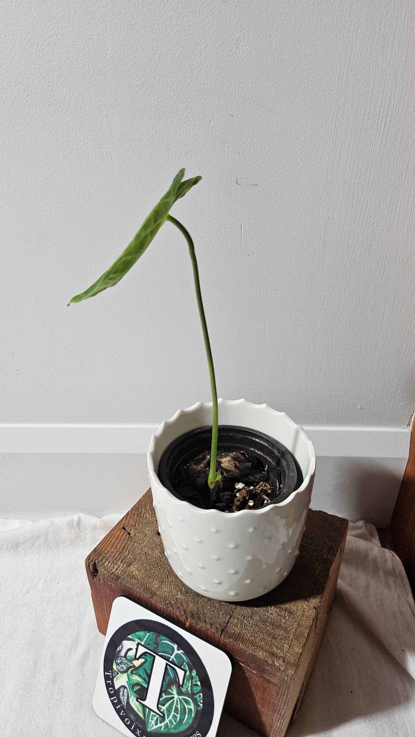 Anthurium Gumnopus Aff Tamarindo "format MOYEN" (ANT-479)