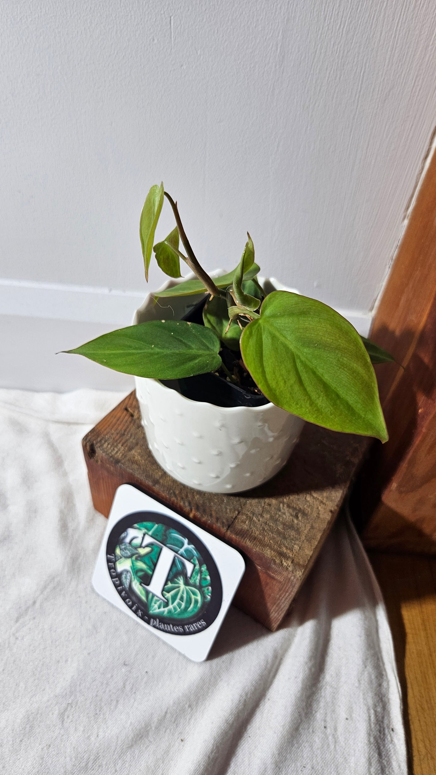 Philodendron Camposportoanum (PHI-780)