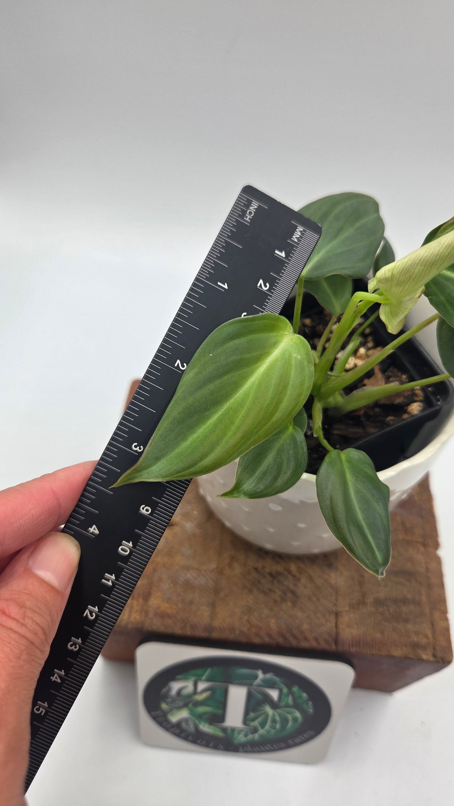 Philodendron Glorious (PHI-1052)