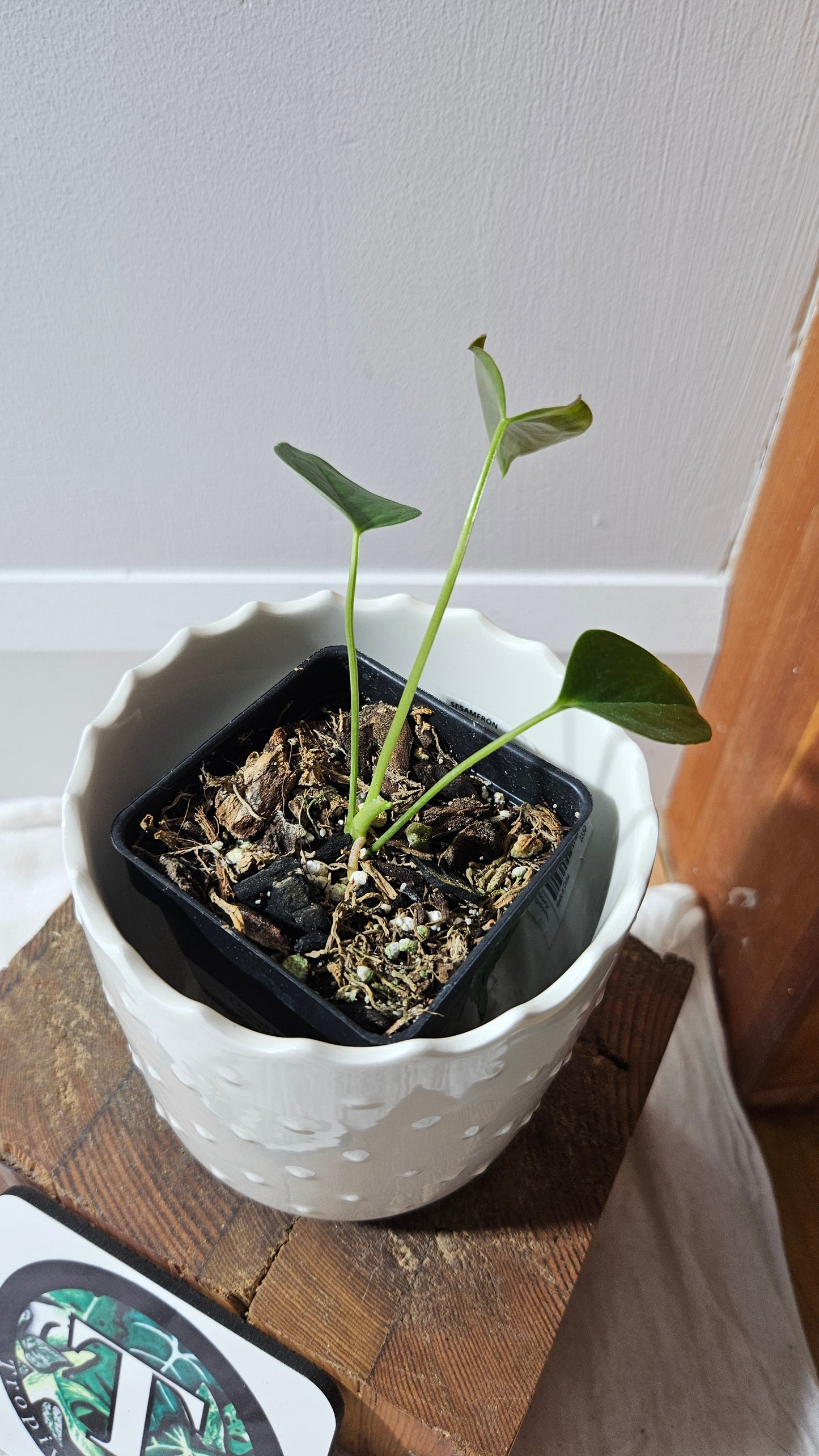 Anthurium Modeanum "format PETIT" (ANT-625)