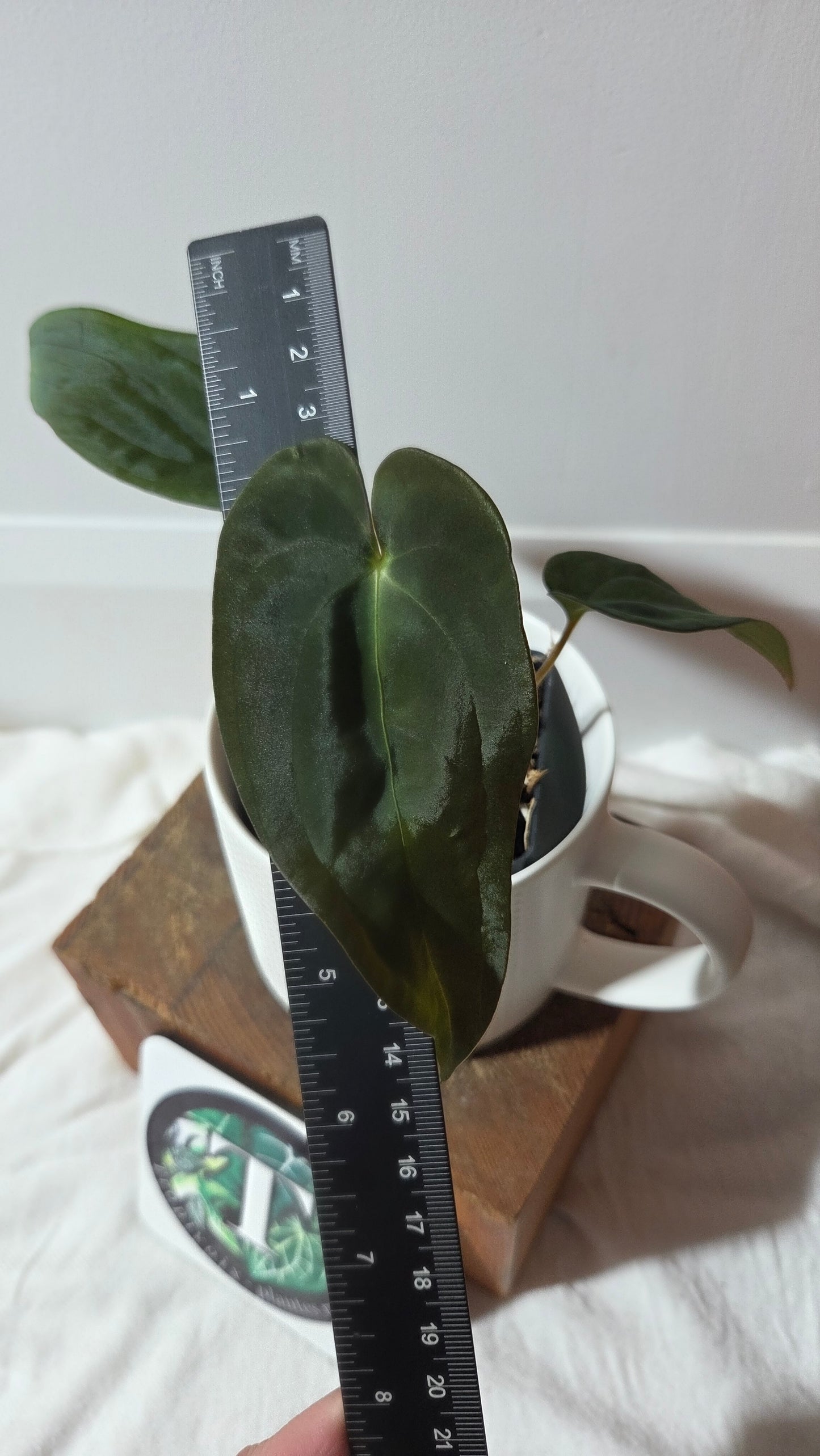 Anthurium Papillilaminum (d'équateur) "format PETIT" (ANT-665)