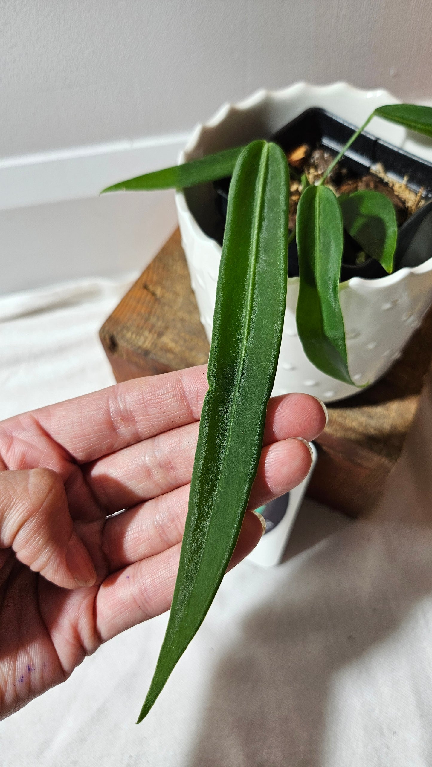 Anthurium Pallidiflorum Super Black "format MOYEN"(ANT-448)