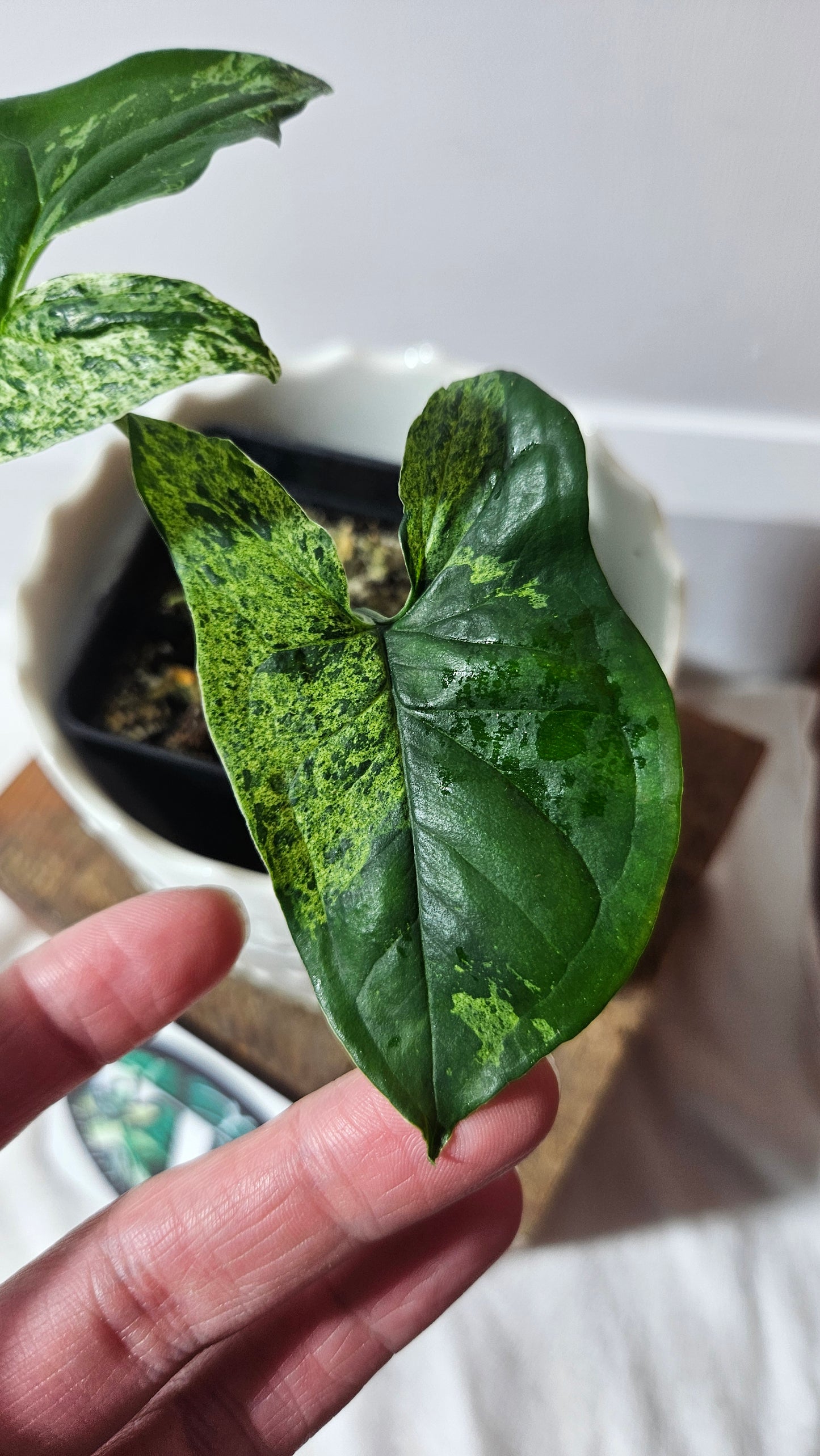 Syngonium Mojito (SYN-396)