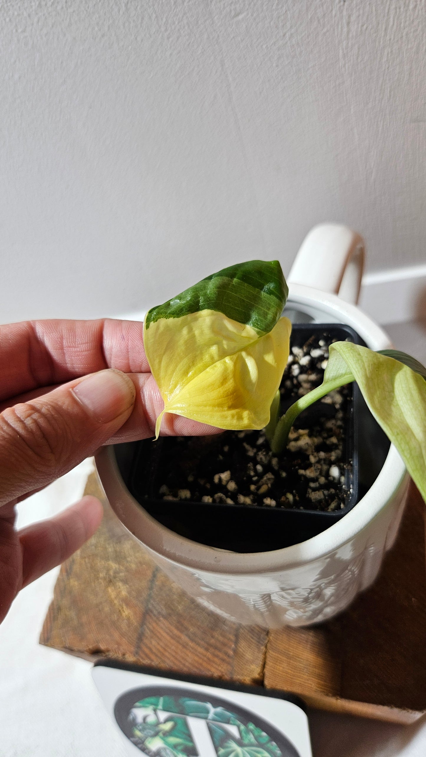 Scindapsus Blue Albo (SCI-1203)