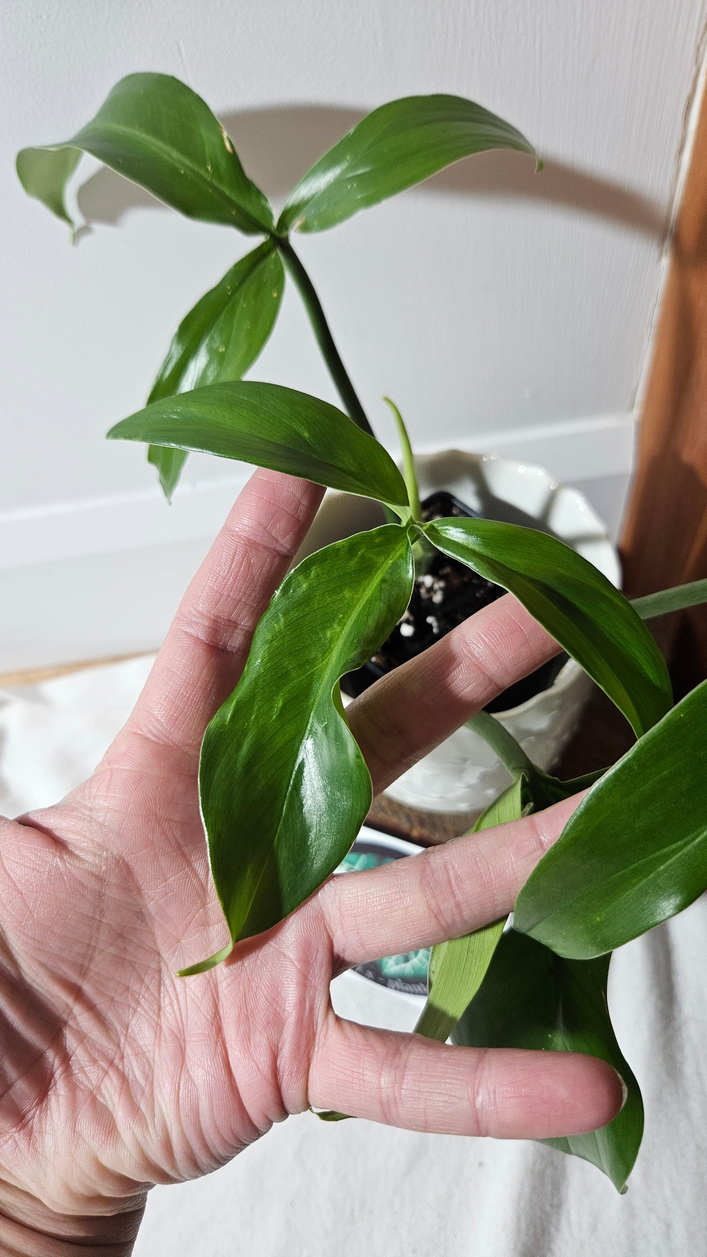 Philodendron Tripartitum (PHI-793)