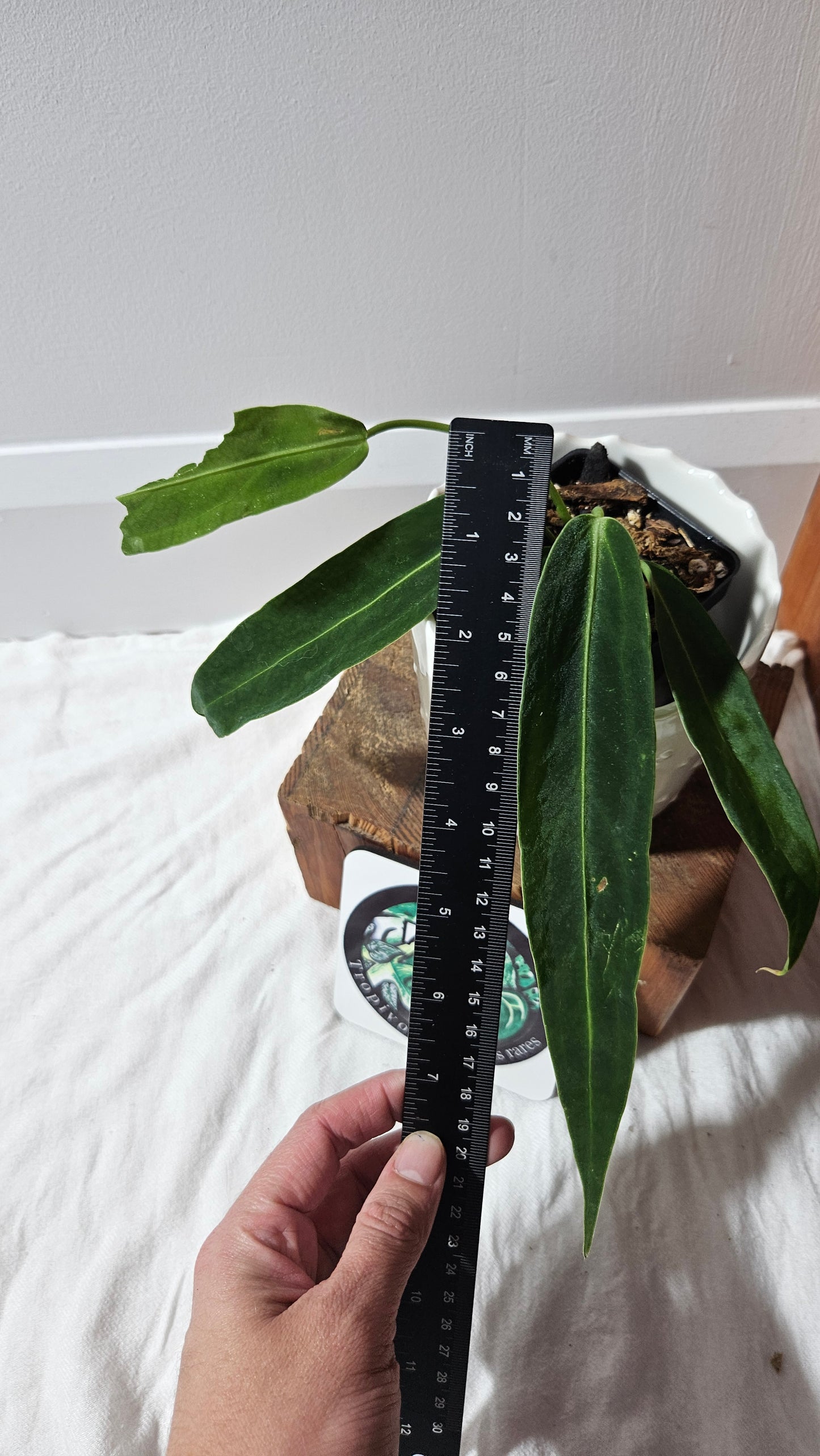 Anthurium Warocqueanum "format PETIT"(ANT-601)