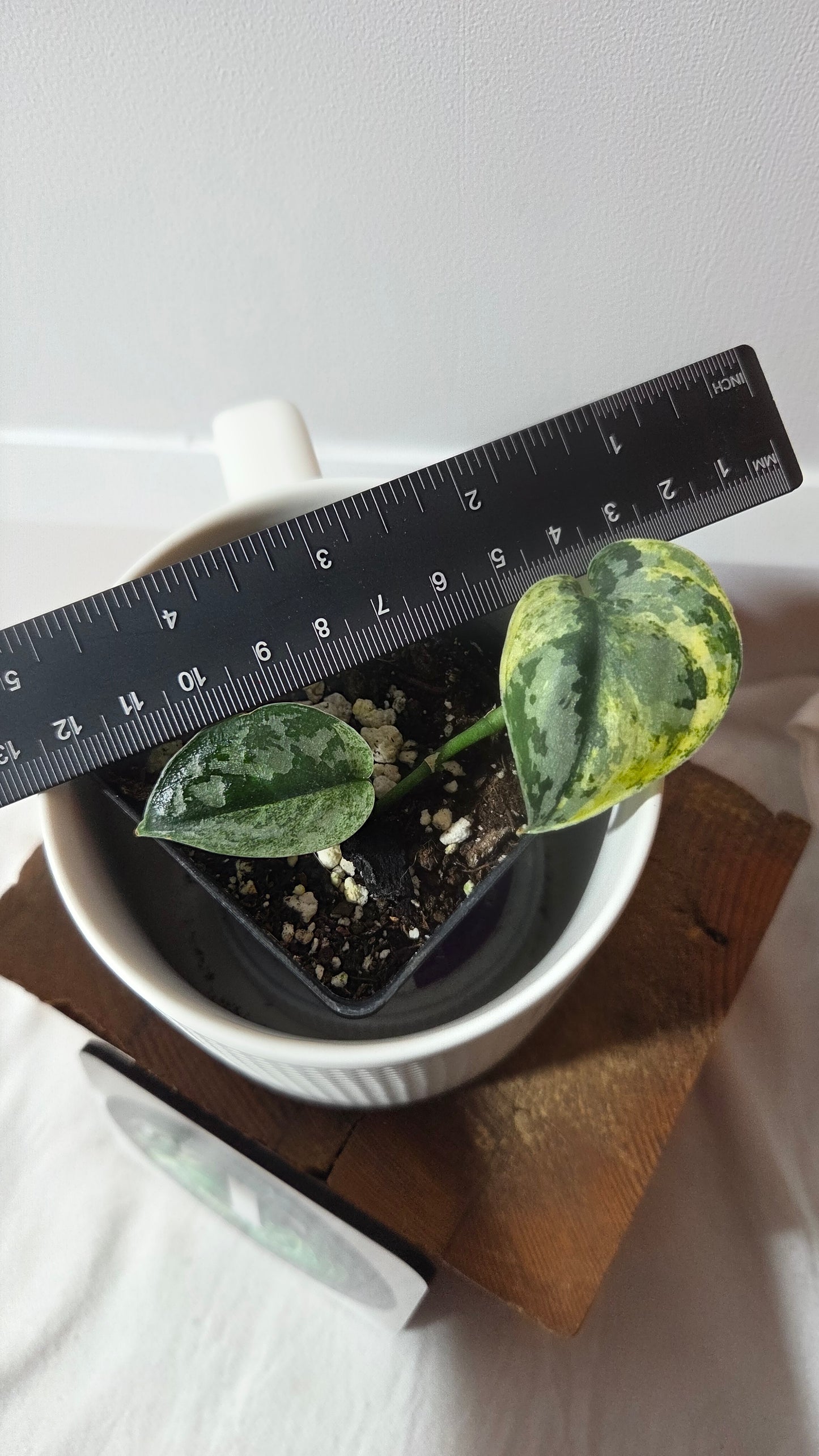 Scindapsus Mayari (SCI-1406)