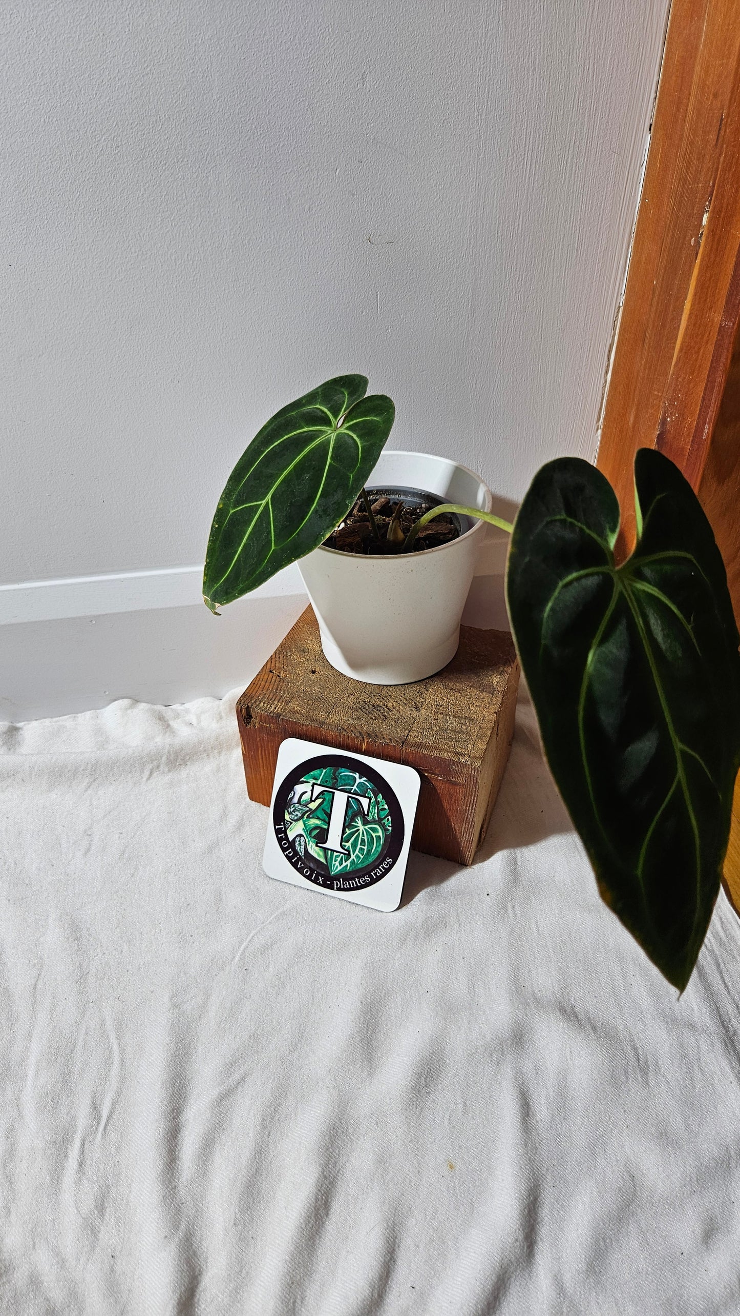 Anthurium Besseae Aff Pink "Format MOYEN/LARGE" (ANT-528)