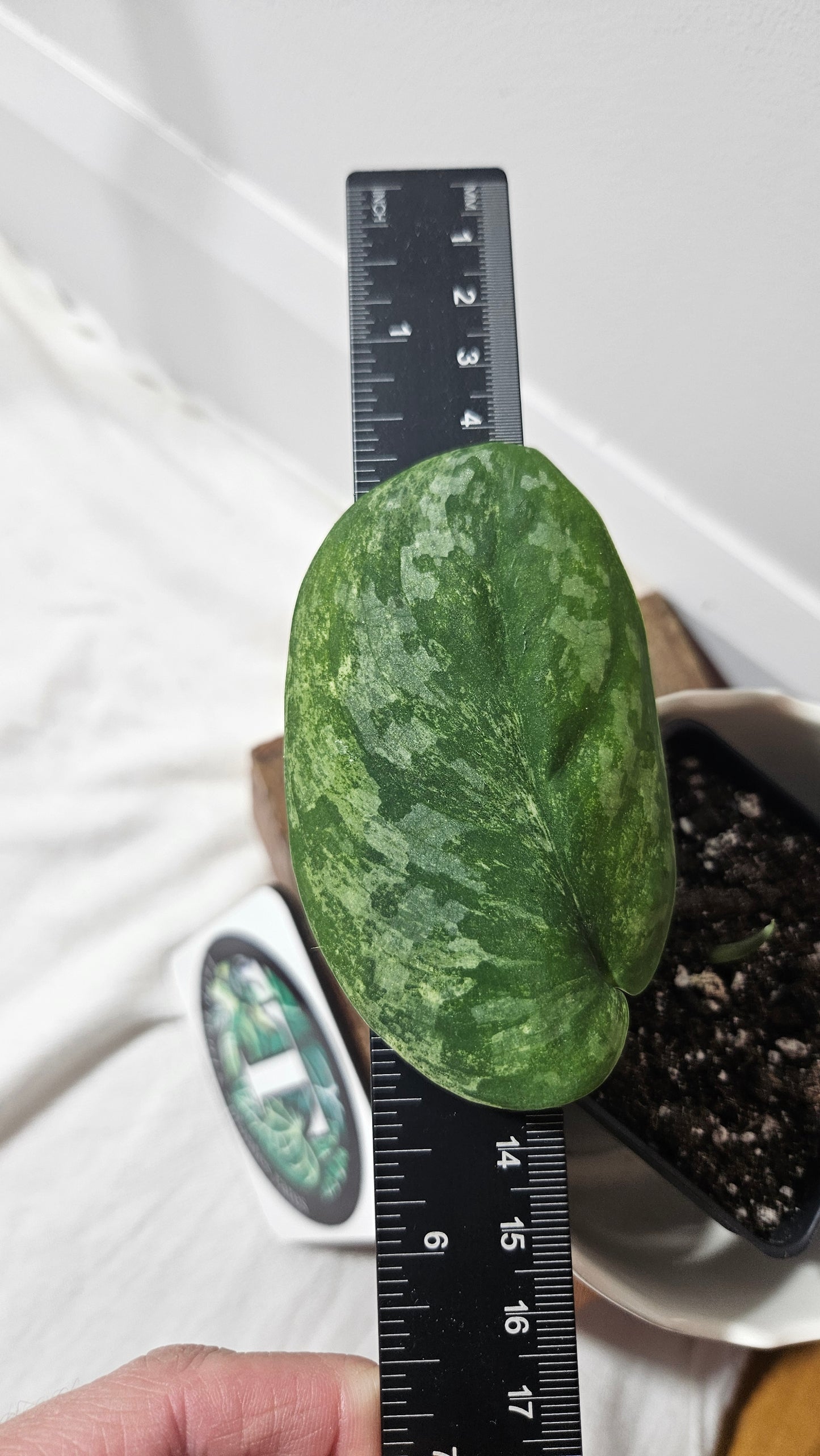 Scindapsus Bahorok (SCI-793)