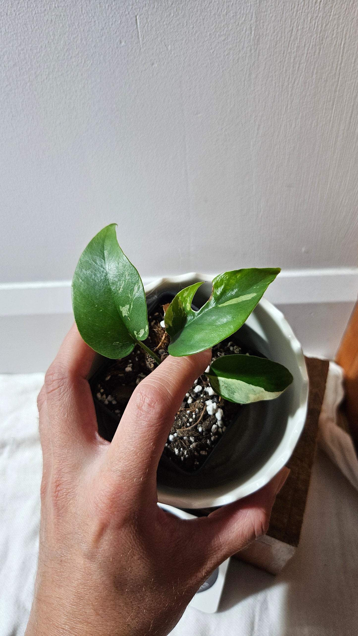 Rhaphidophora Tetrasperma Variegata (AUT-079)
