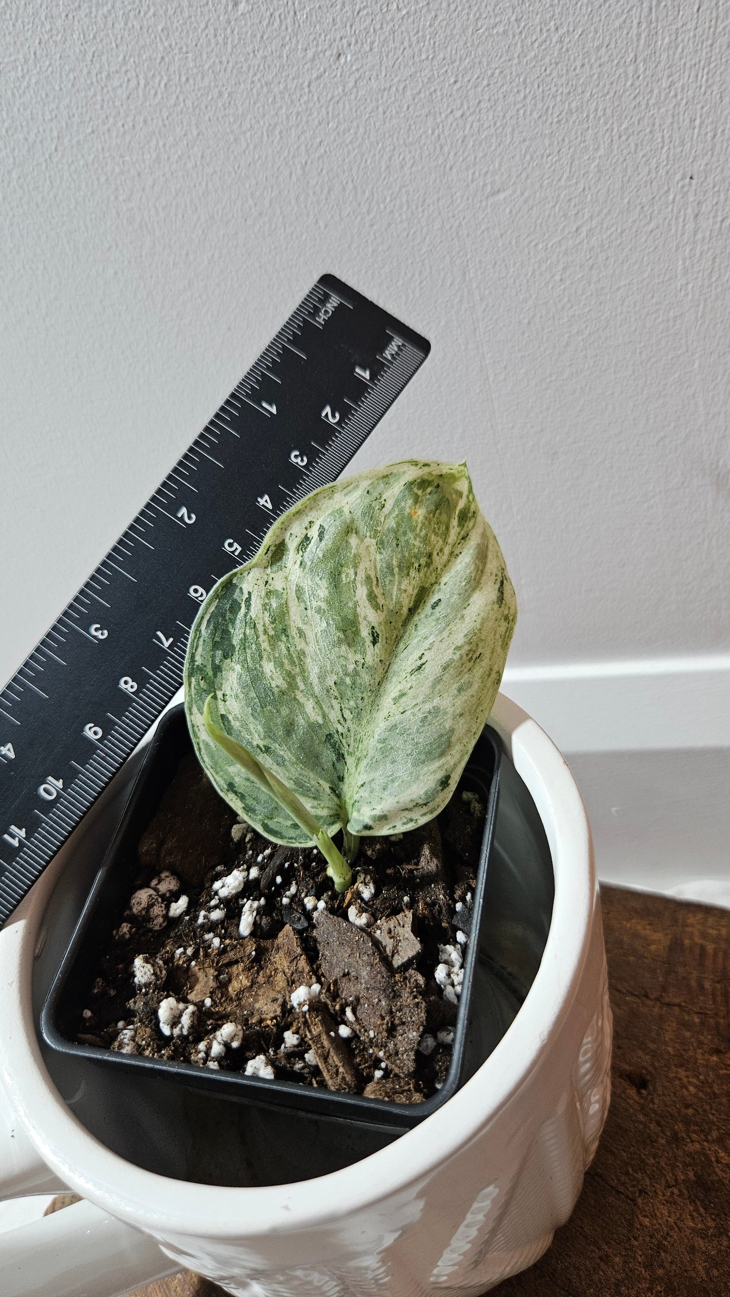 Scindapsus Peasun (SCI-1247)