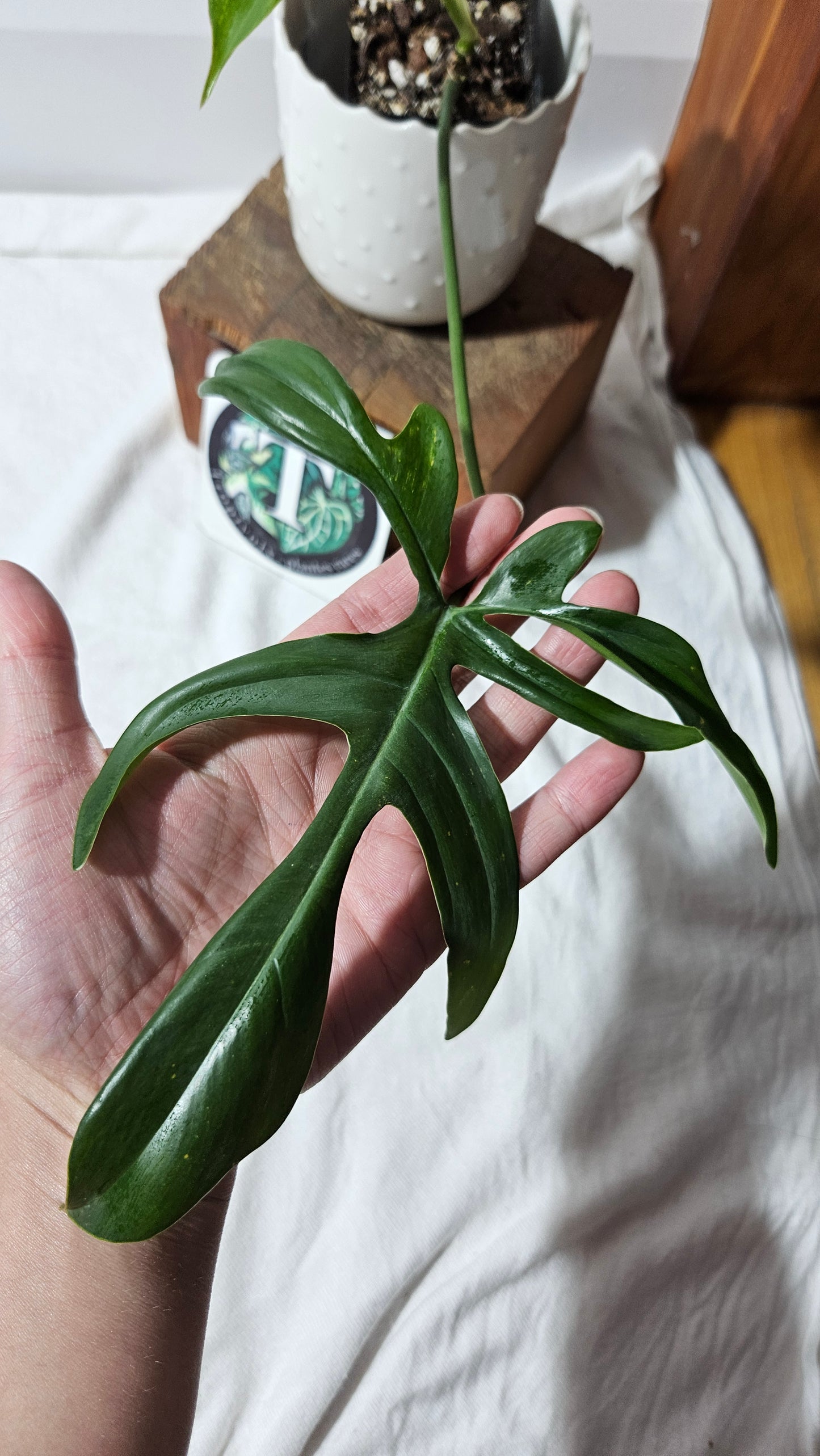 Philodendron Gladhands (PHI-545)