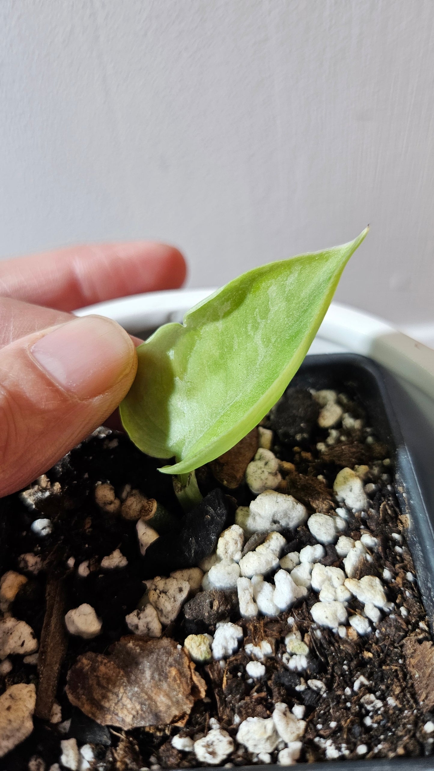 Scindapsus Exotica Sulawesi (SCI-1108)