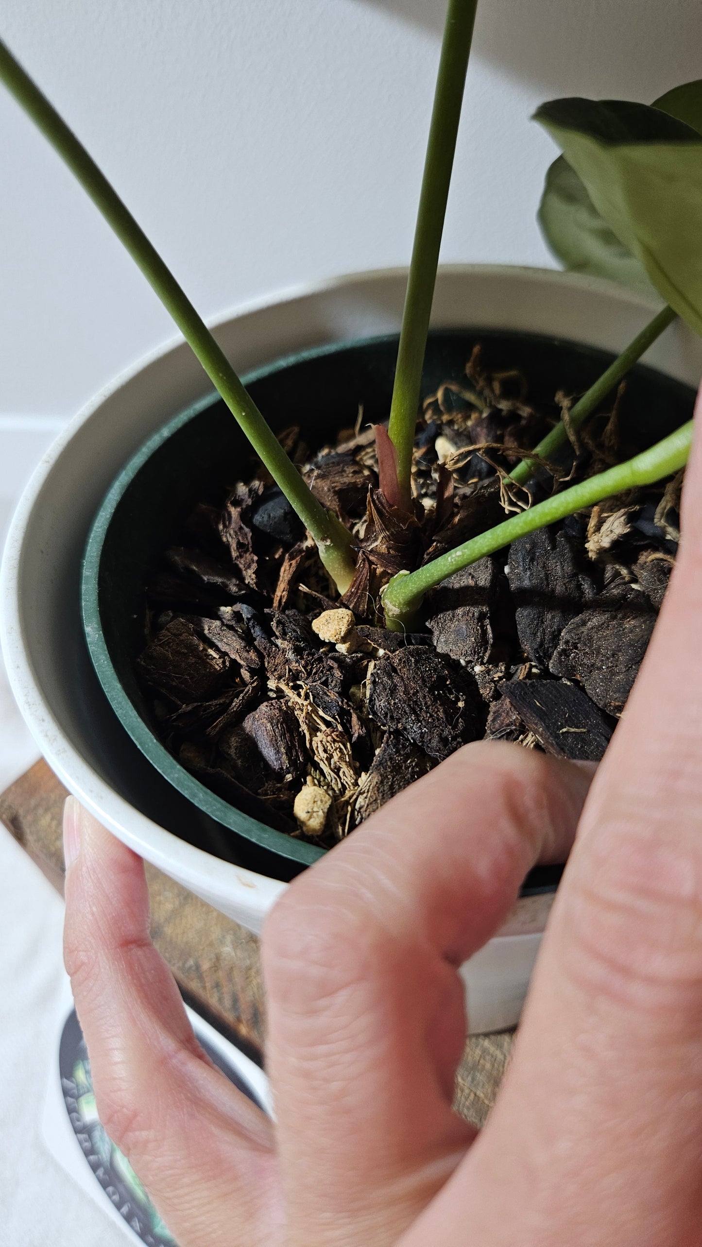 Anthurium Forgetti Dark "LARGE format" (ANT-122)