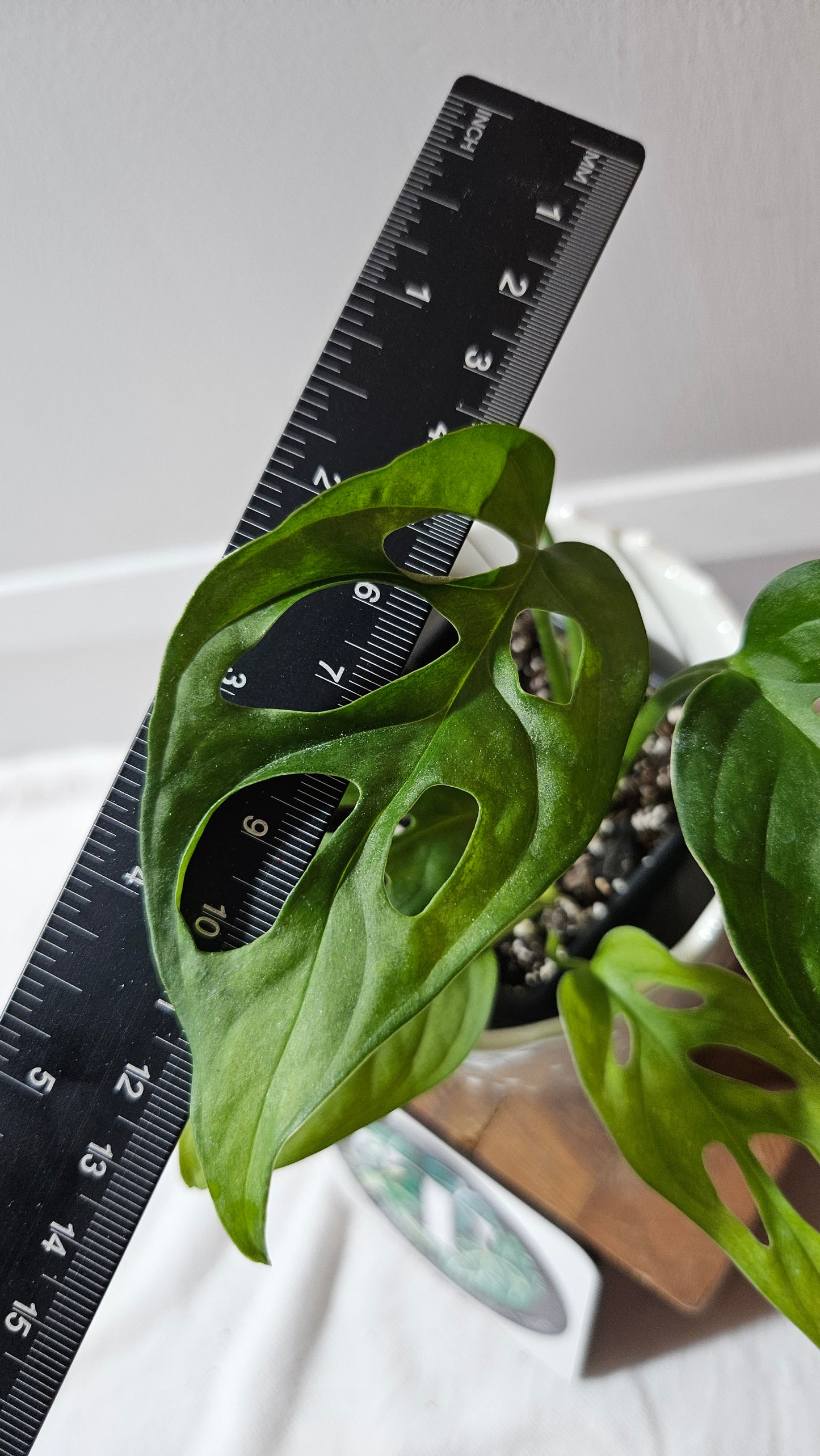 Monstera Obliqua Aff Tena (MON-092)