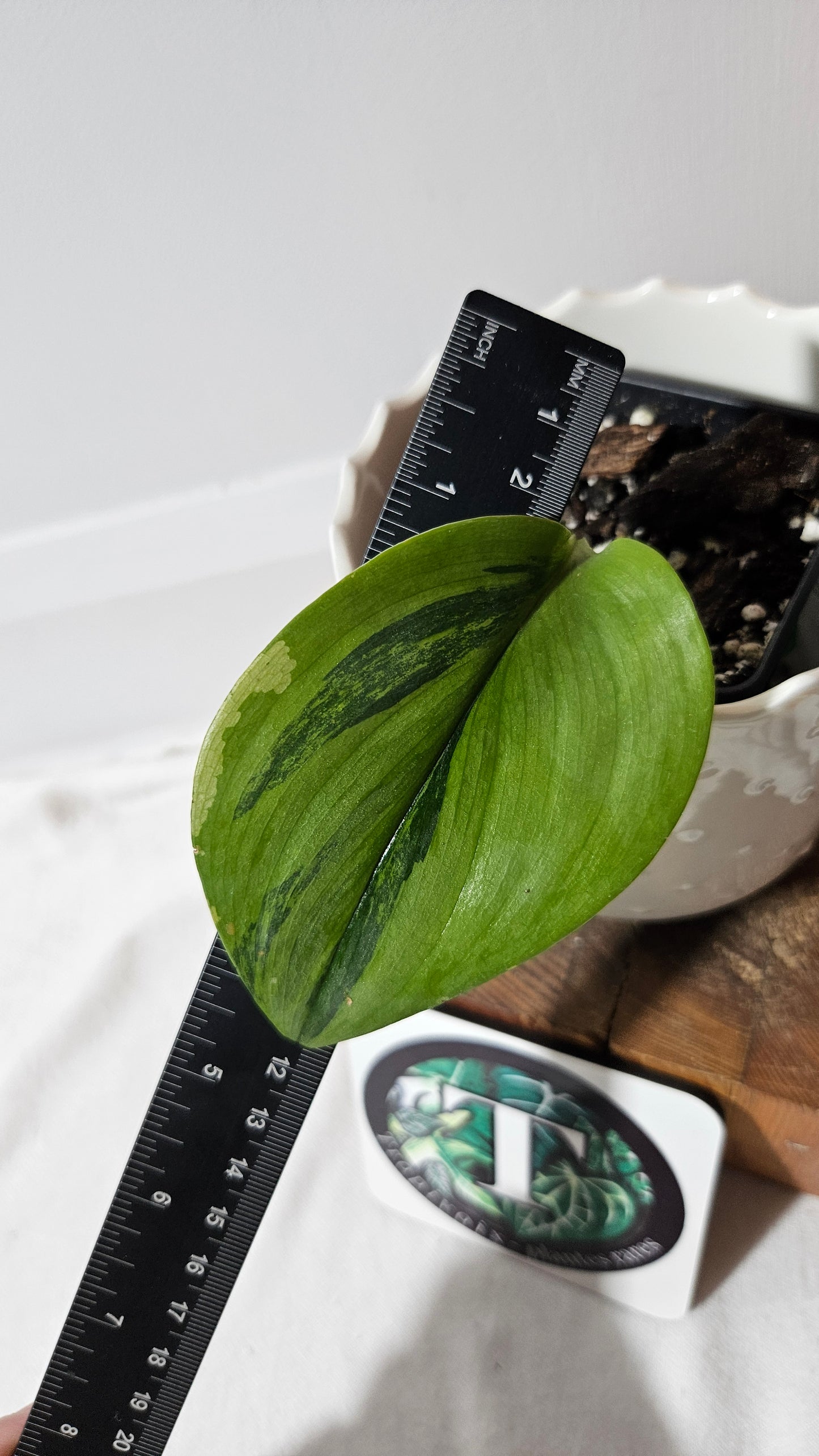 Scindapsus Treubii Moonlight "Green on green" (SCI-1050)