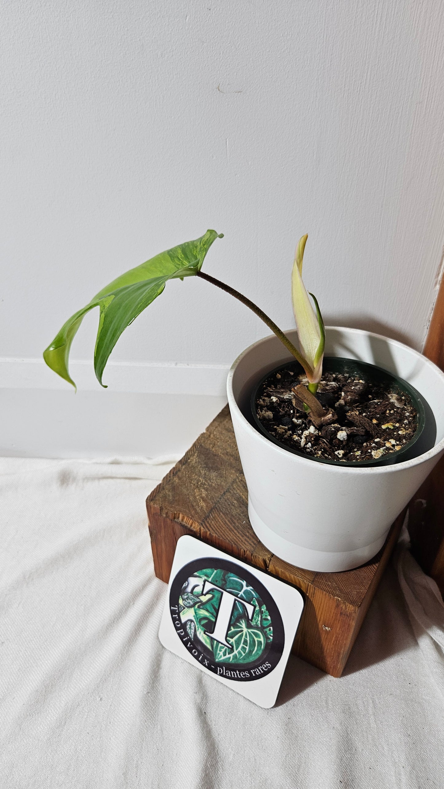 Philodendron Florida Beauty (PHI-113)