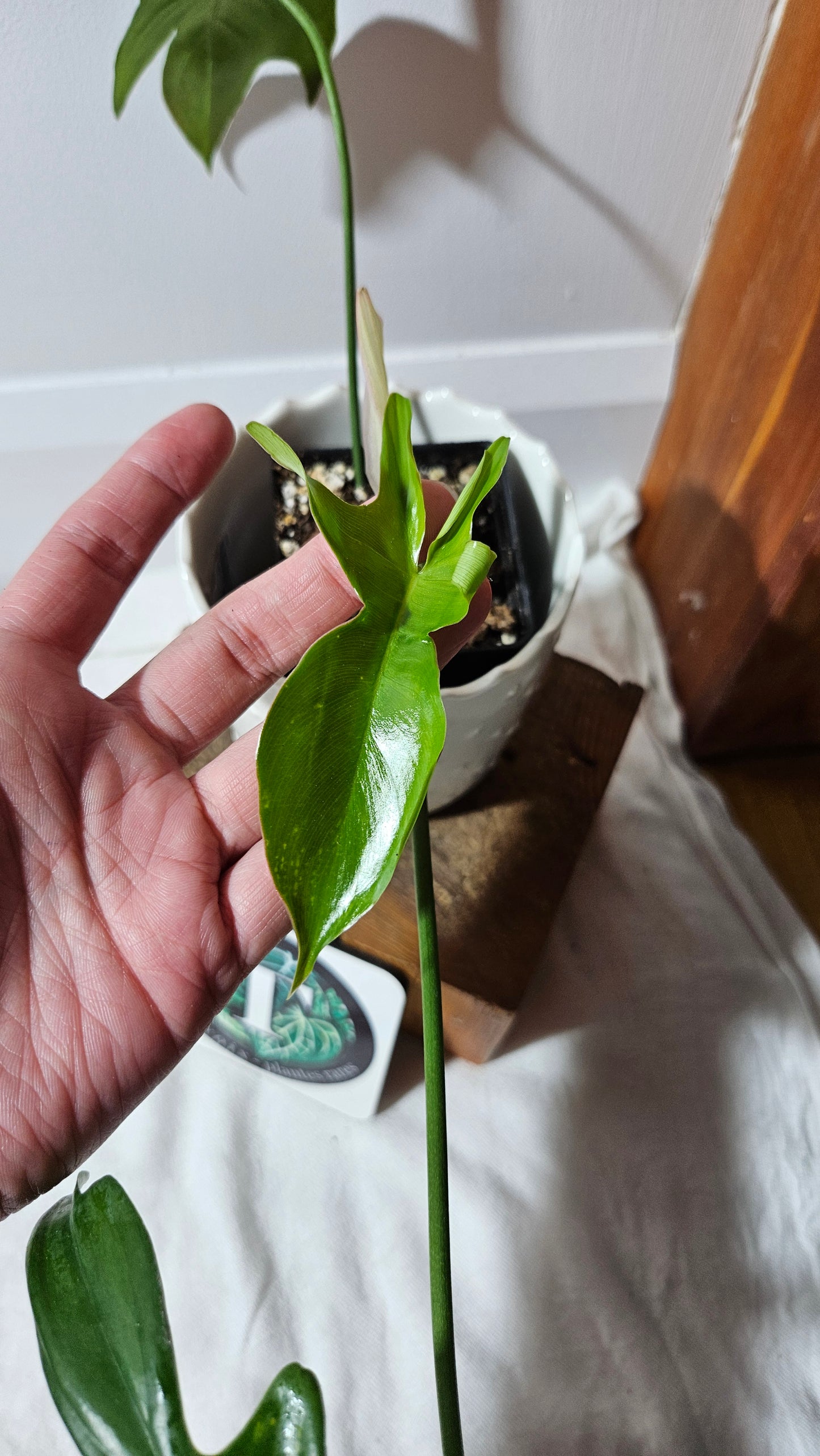 Philodendron Gladhands (PHI-545)