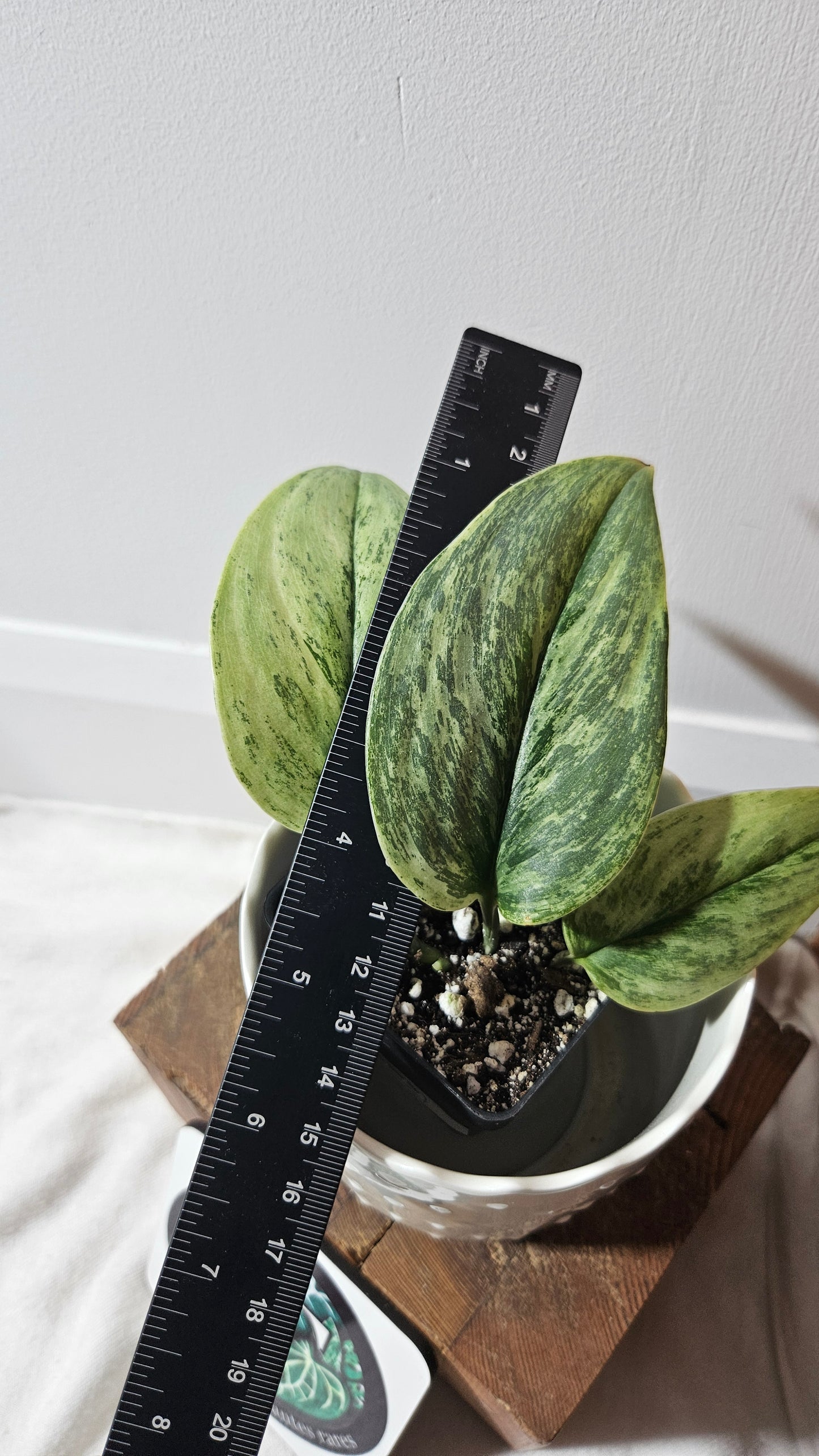 Scindapsus Superstar (SCI-803)