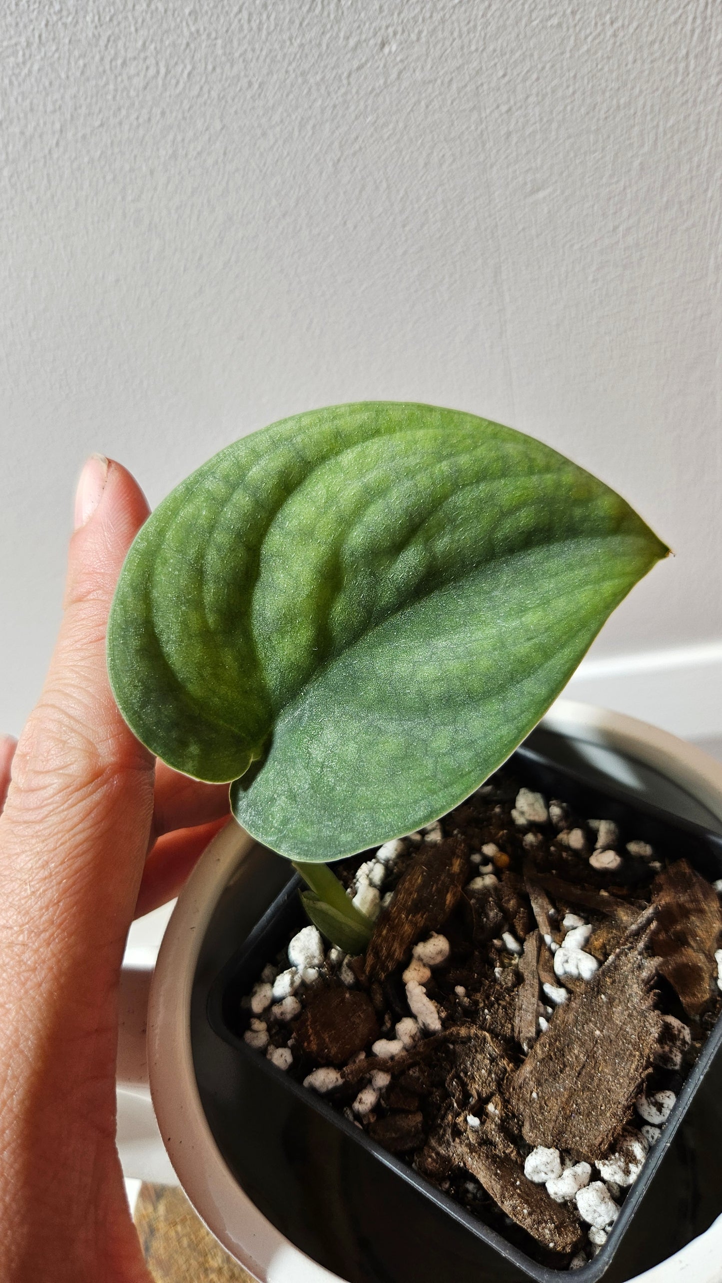 Scindapsus Dark Splash Bornéo (SCI-1219)