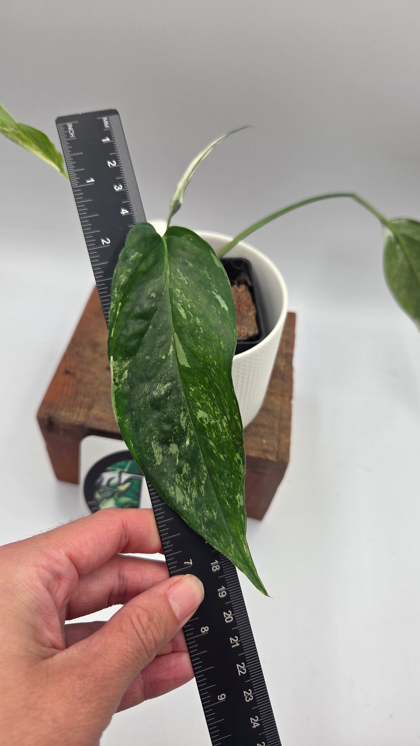 Epipremnum pinnatum Albo (EPI-248)