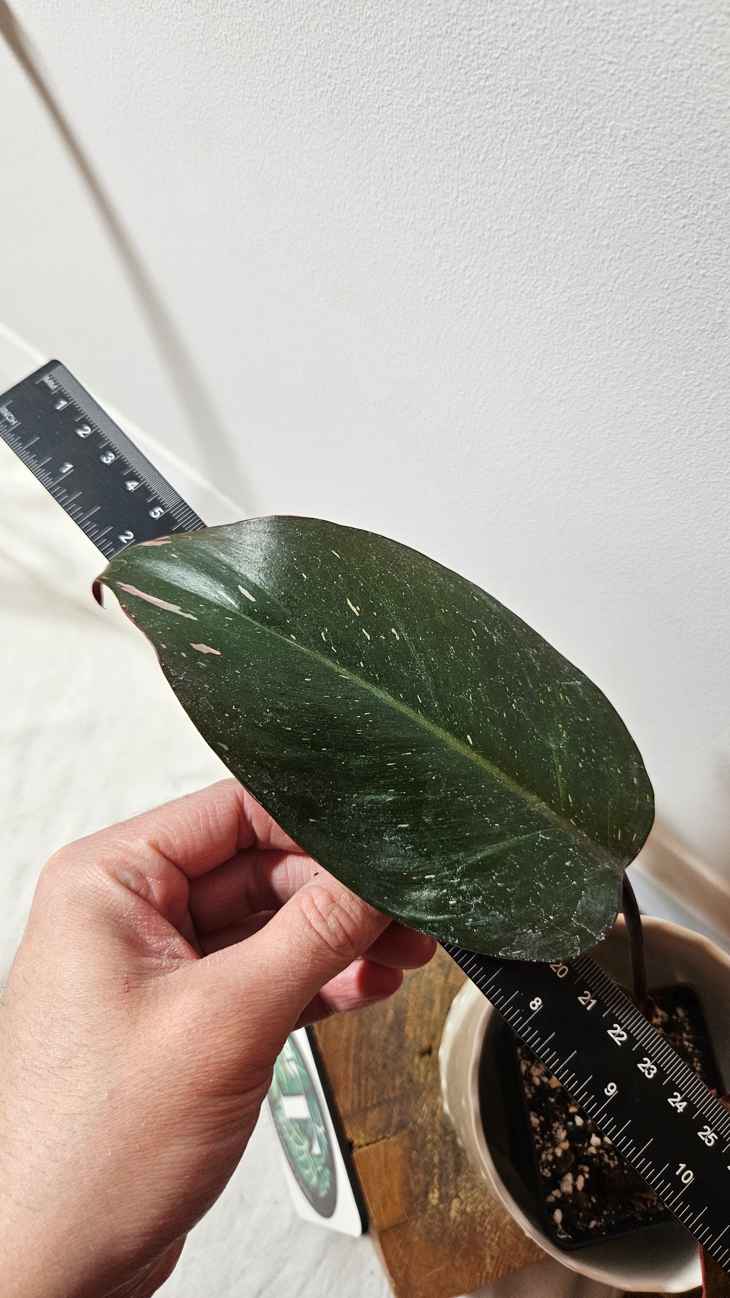 Philodendron Black Cherry (PHI-710)