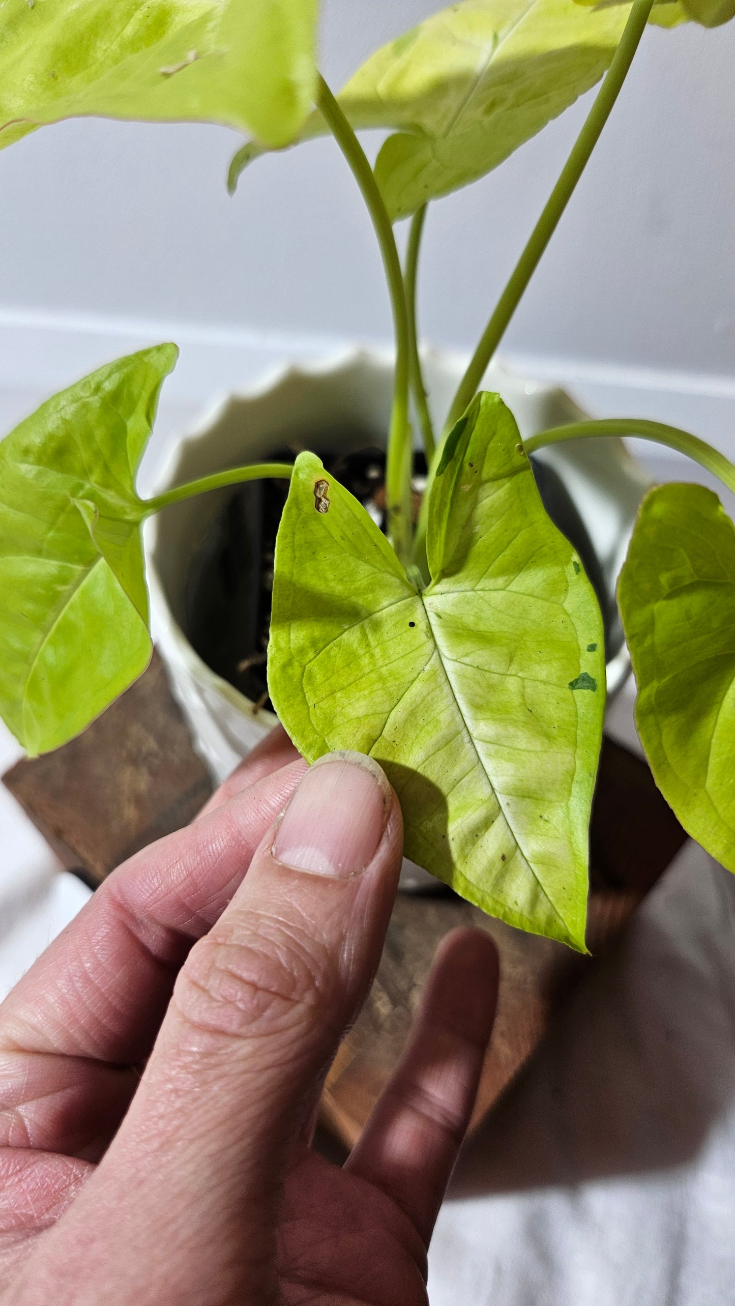 Syngonium Lime Soda Variegata (SYN-439)