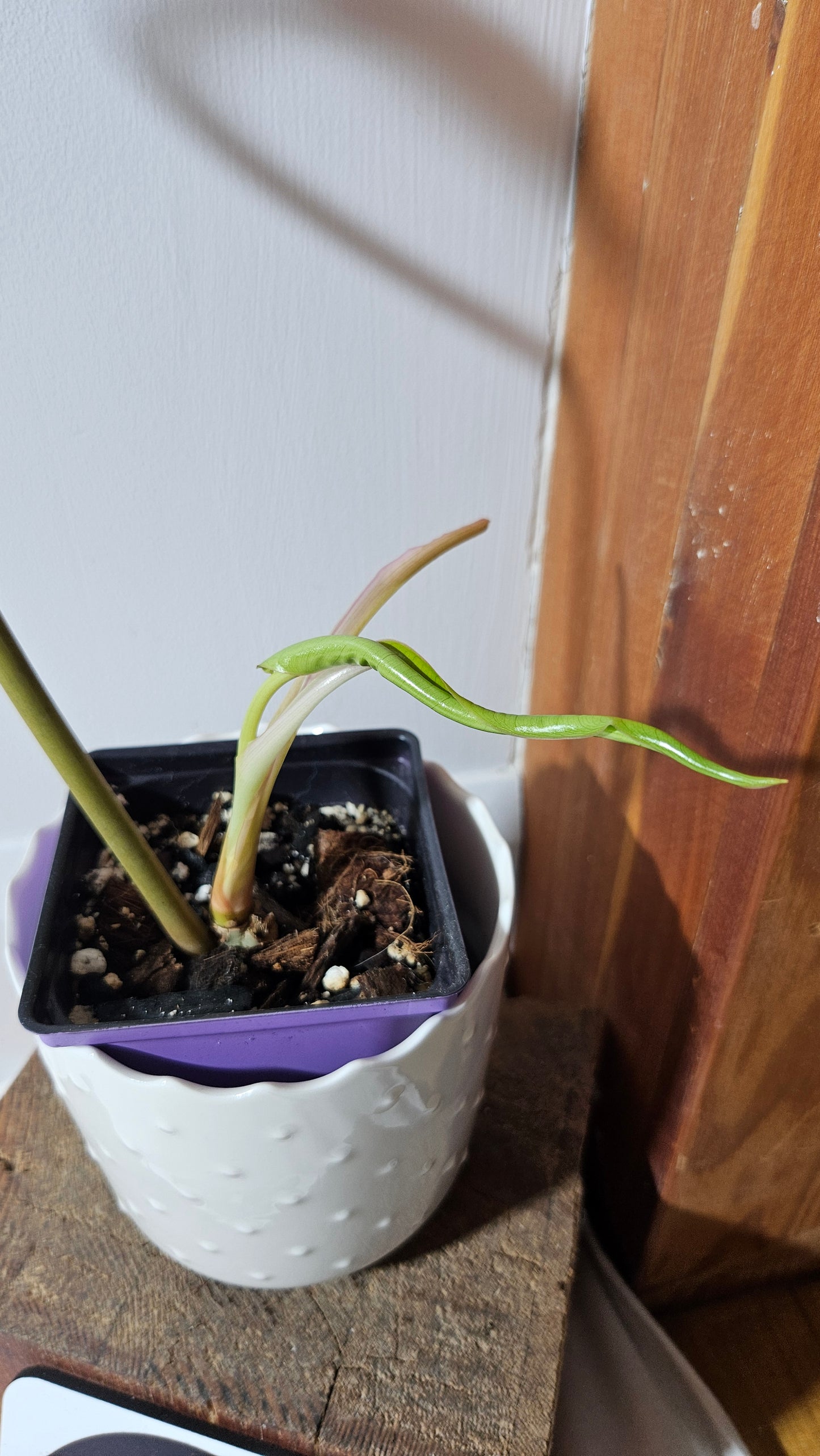 Philodendron Billietiae (PHI-403)