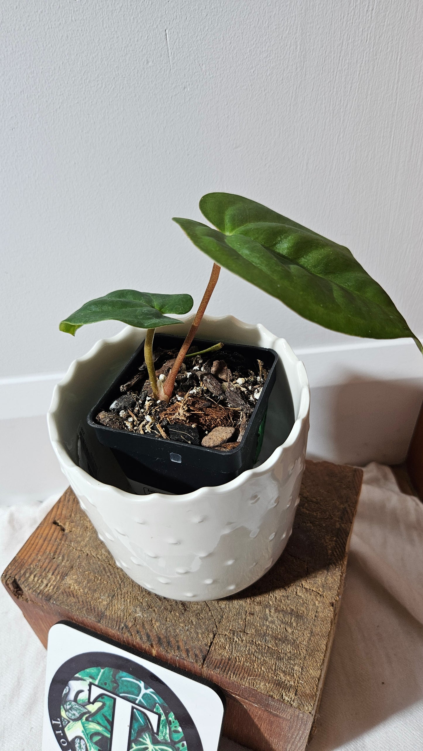Anthurium Dark Phoenix X Panama "format PETIT" (ANT-493)